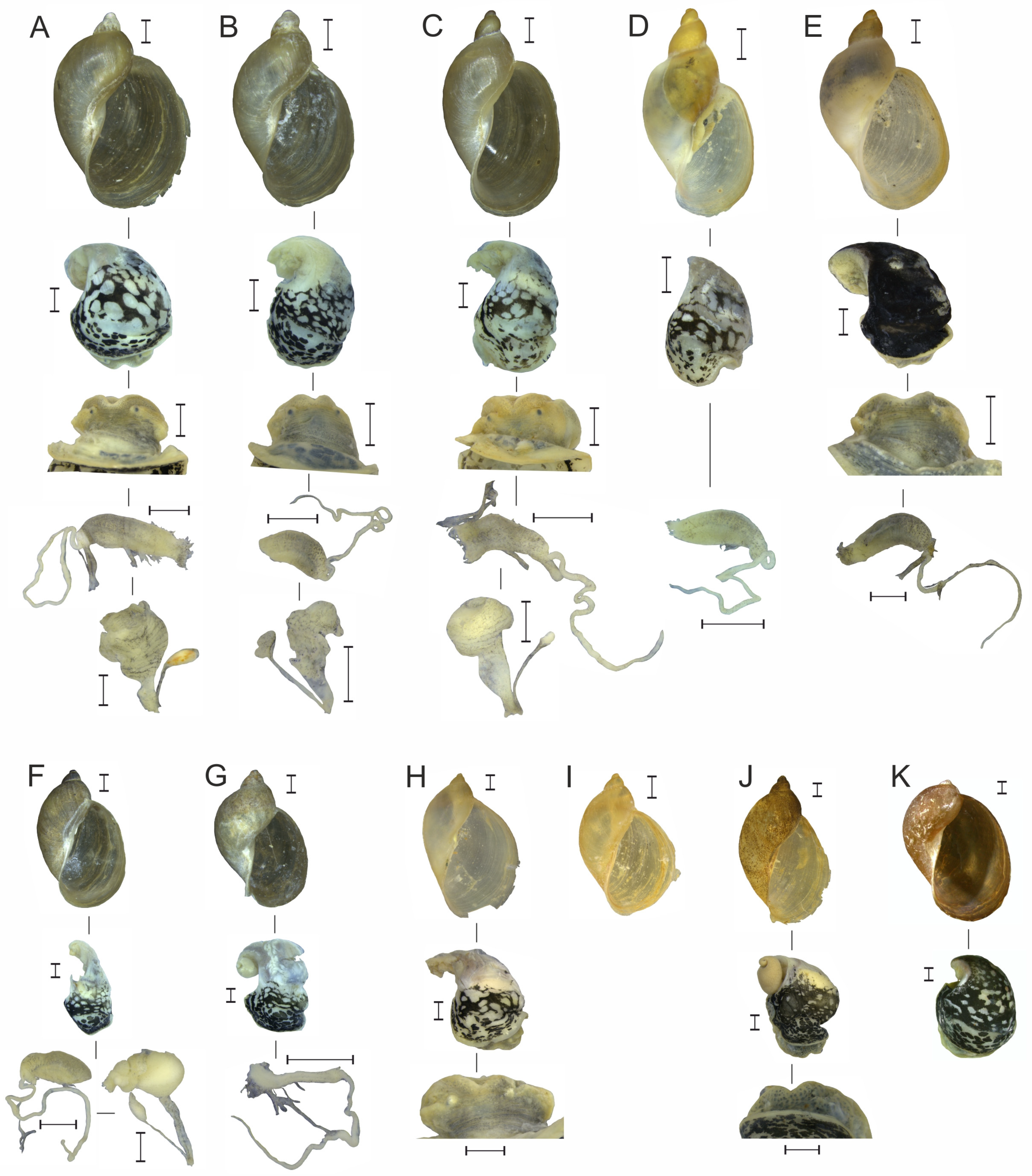 Diversity 17 00112 g006 Diversity 17 00112 g006