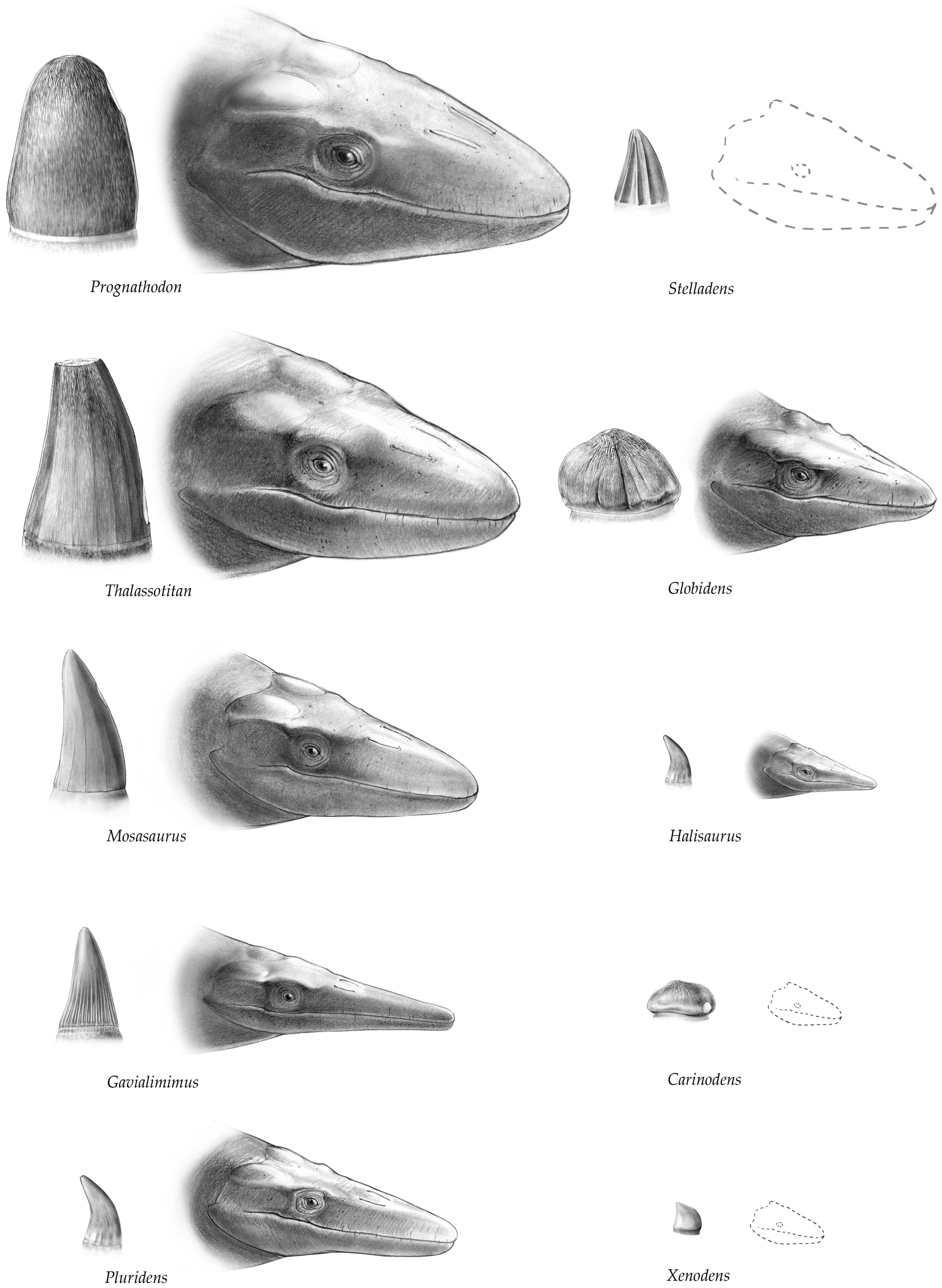 Diversity 17 00114 g002
