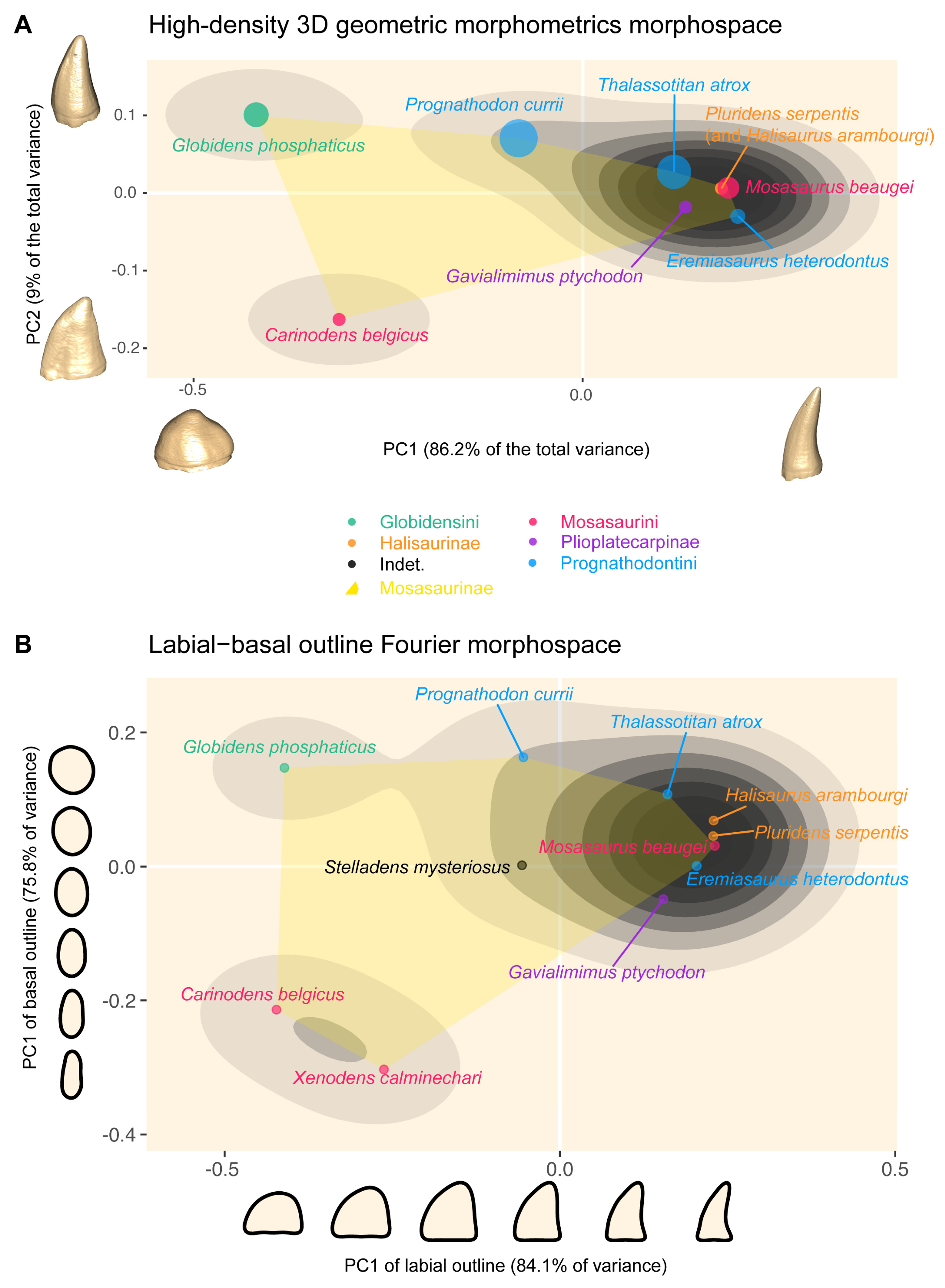 Diversity 17 00114 g004
