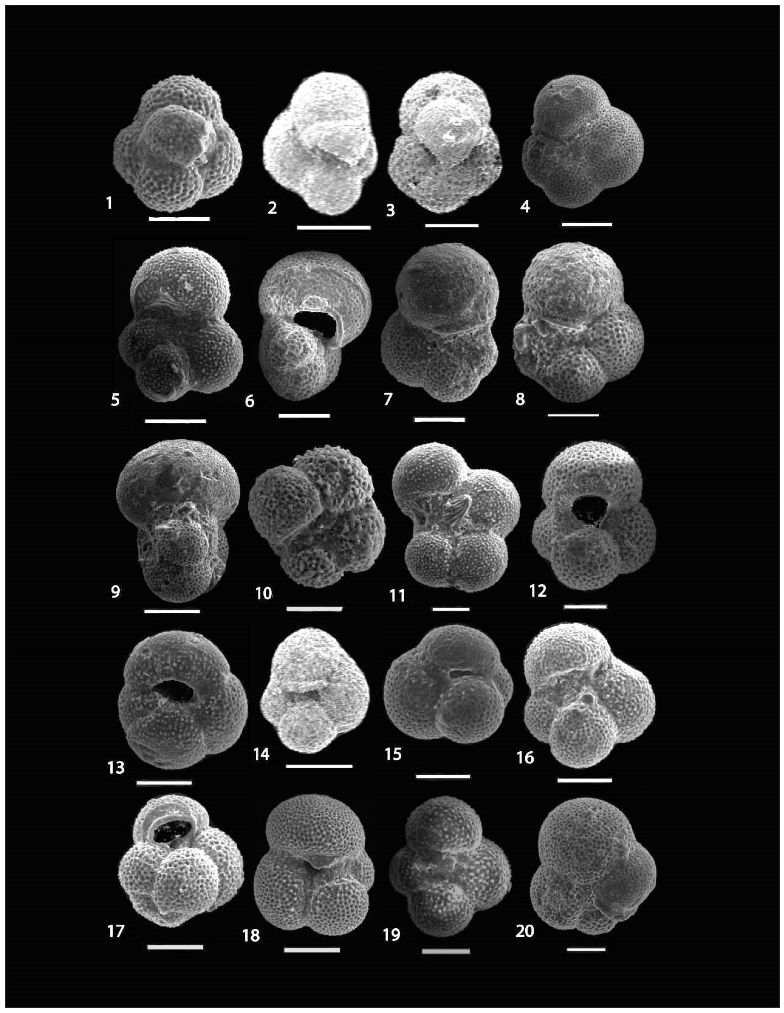 Diversity 17 00116 g006