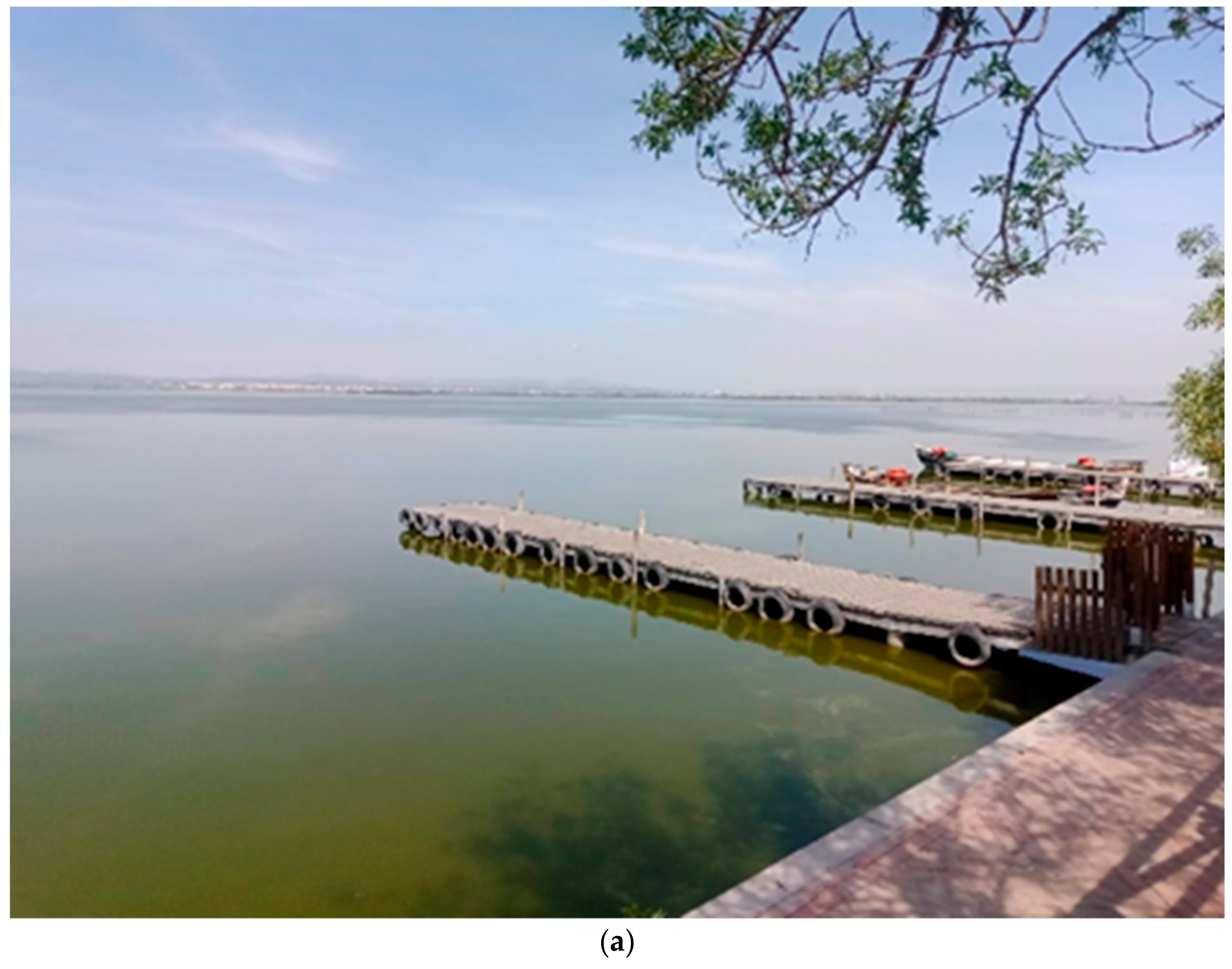 Diversity 17 00119 g0a1a Diversity 17 00119 g0a1a