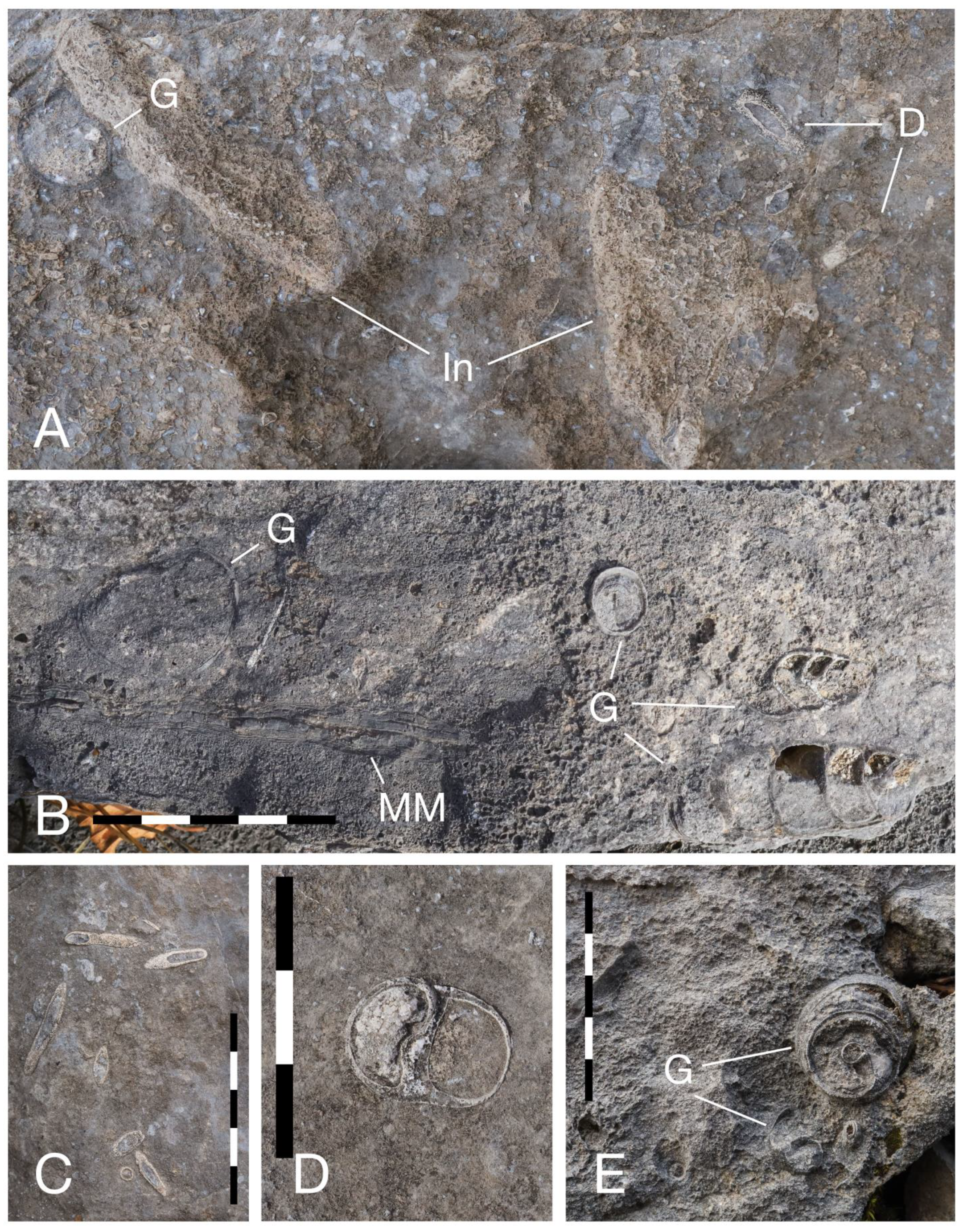 Diversity 17 00120 g010 Diversity 17 00120 g010