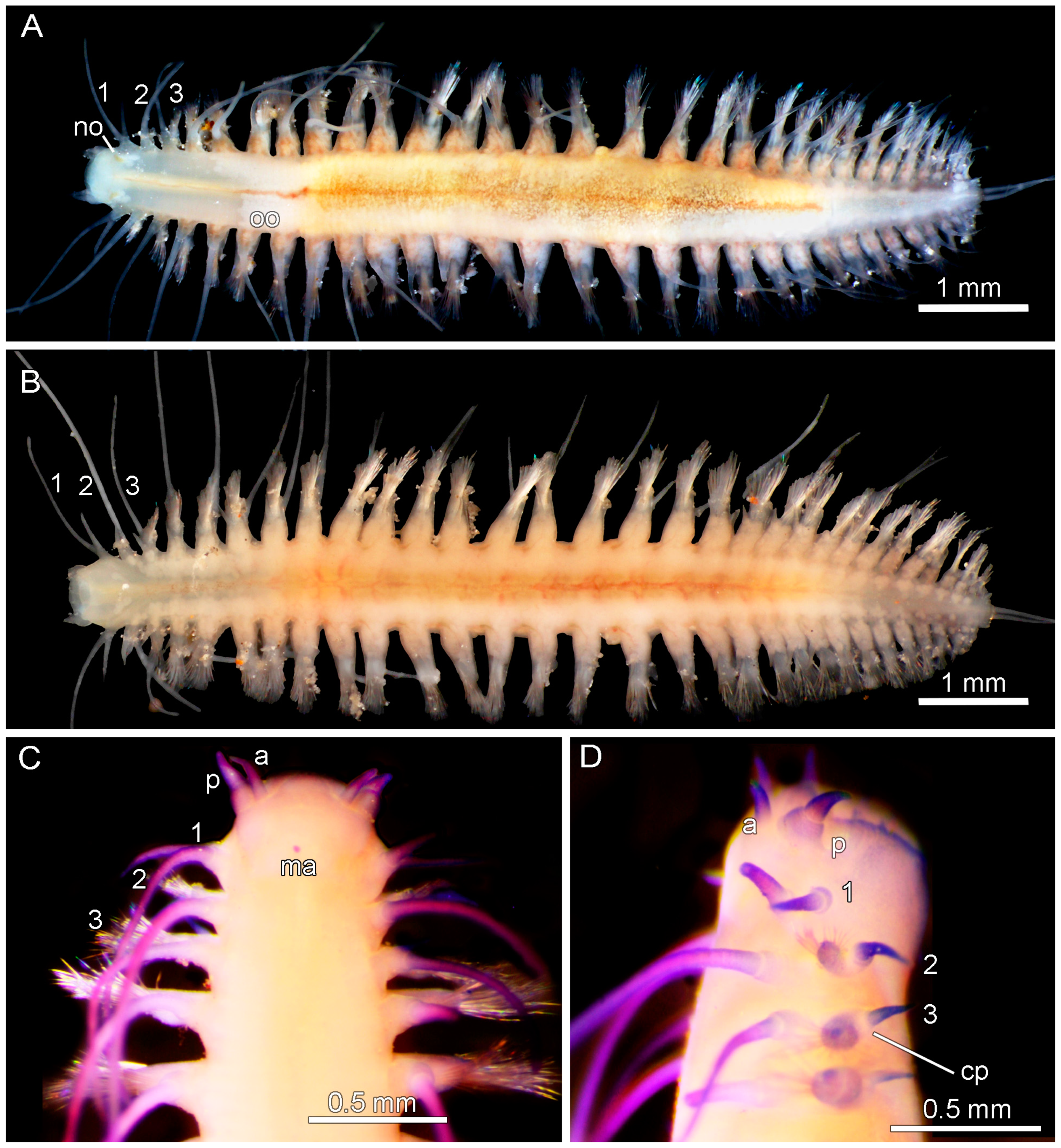Diversity 17 00121 g007