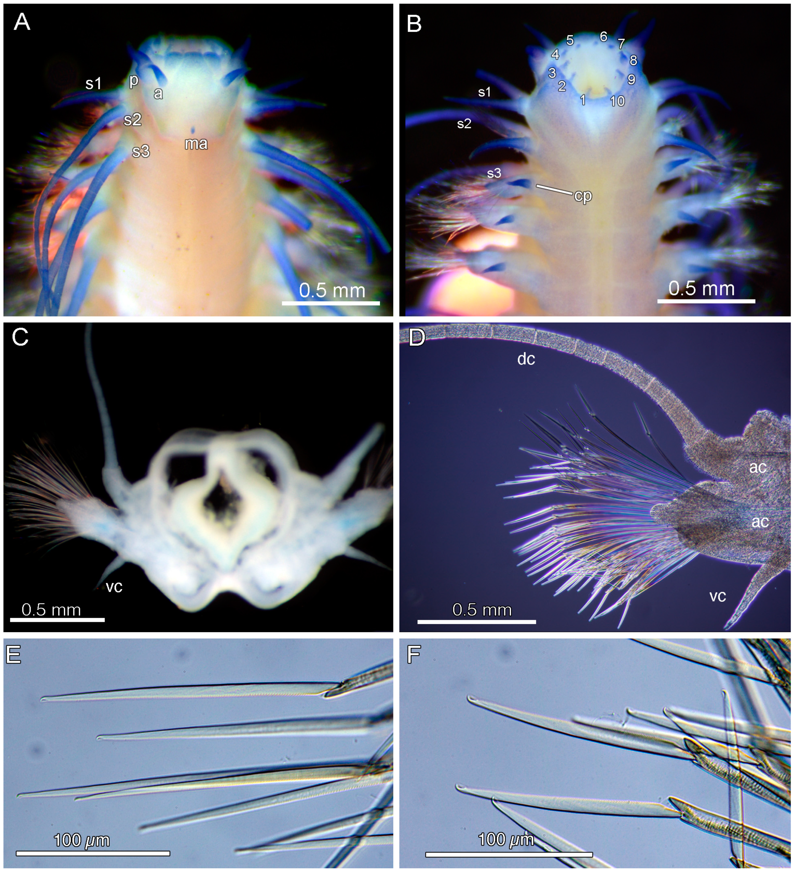 Diversity 17 00121 g008