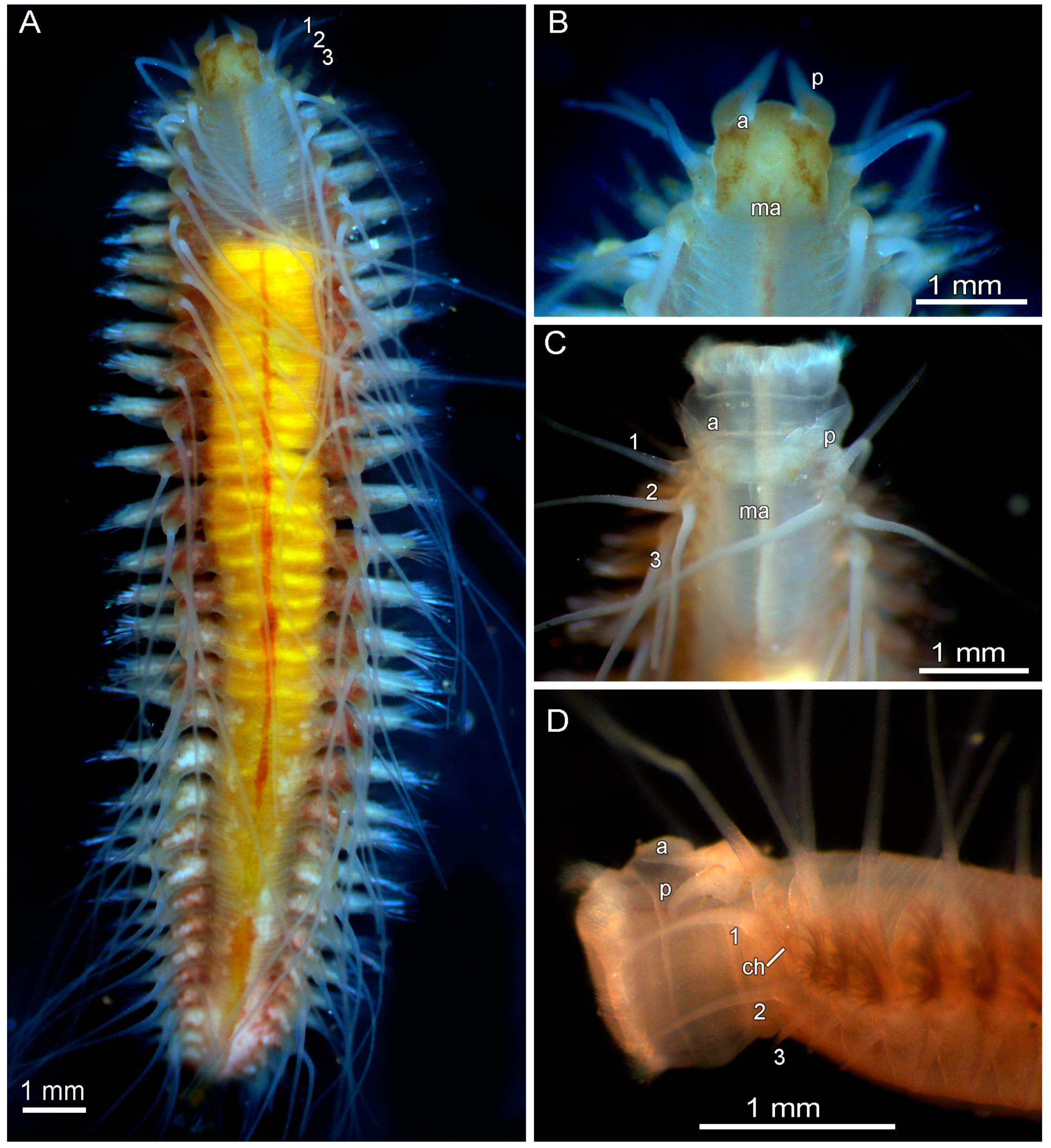 Diversity 17 00121 g009