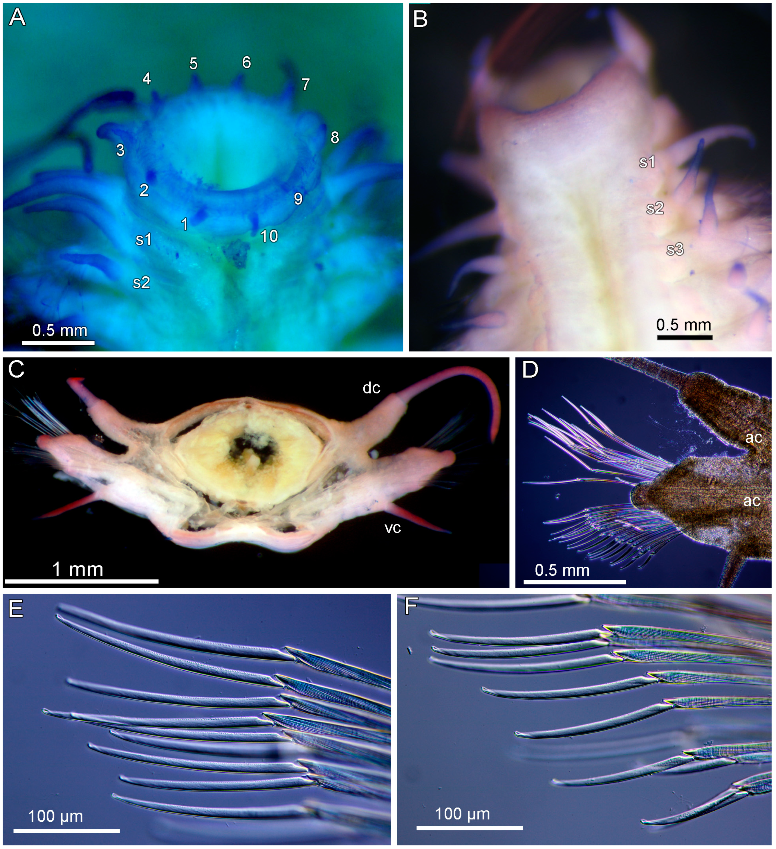 Diversity 17 00121 g010