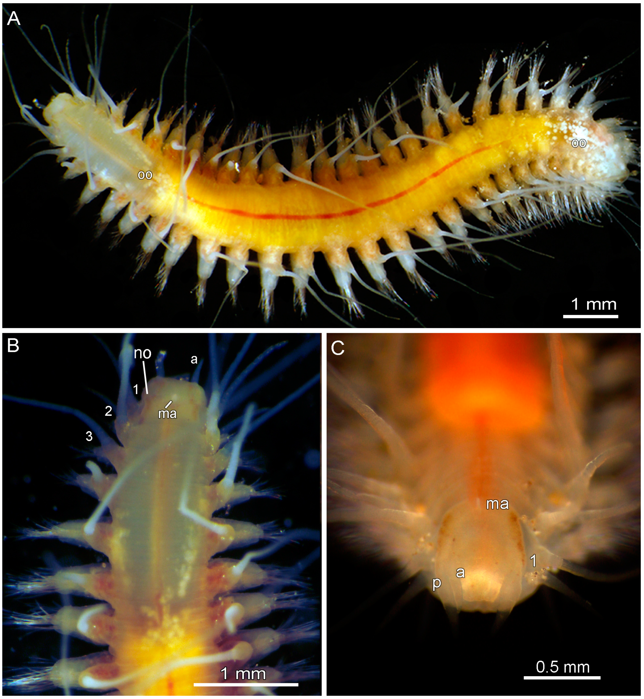 Diversity 17 00121 g011