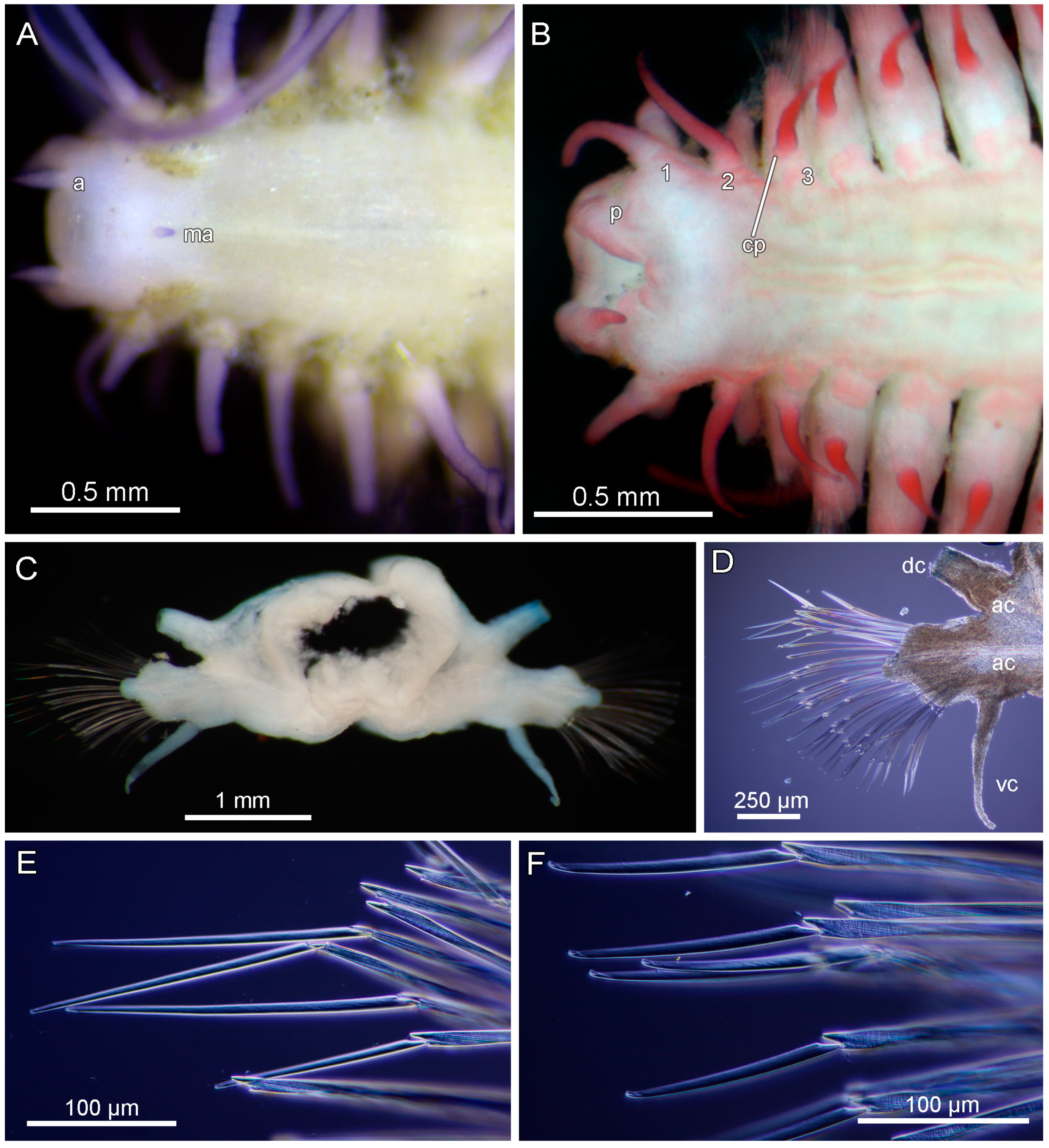 Diversity 17 00121 g012