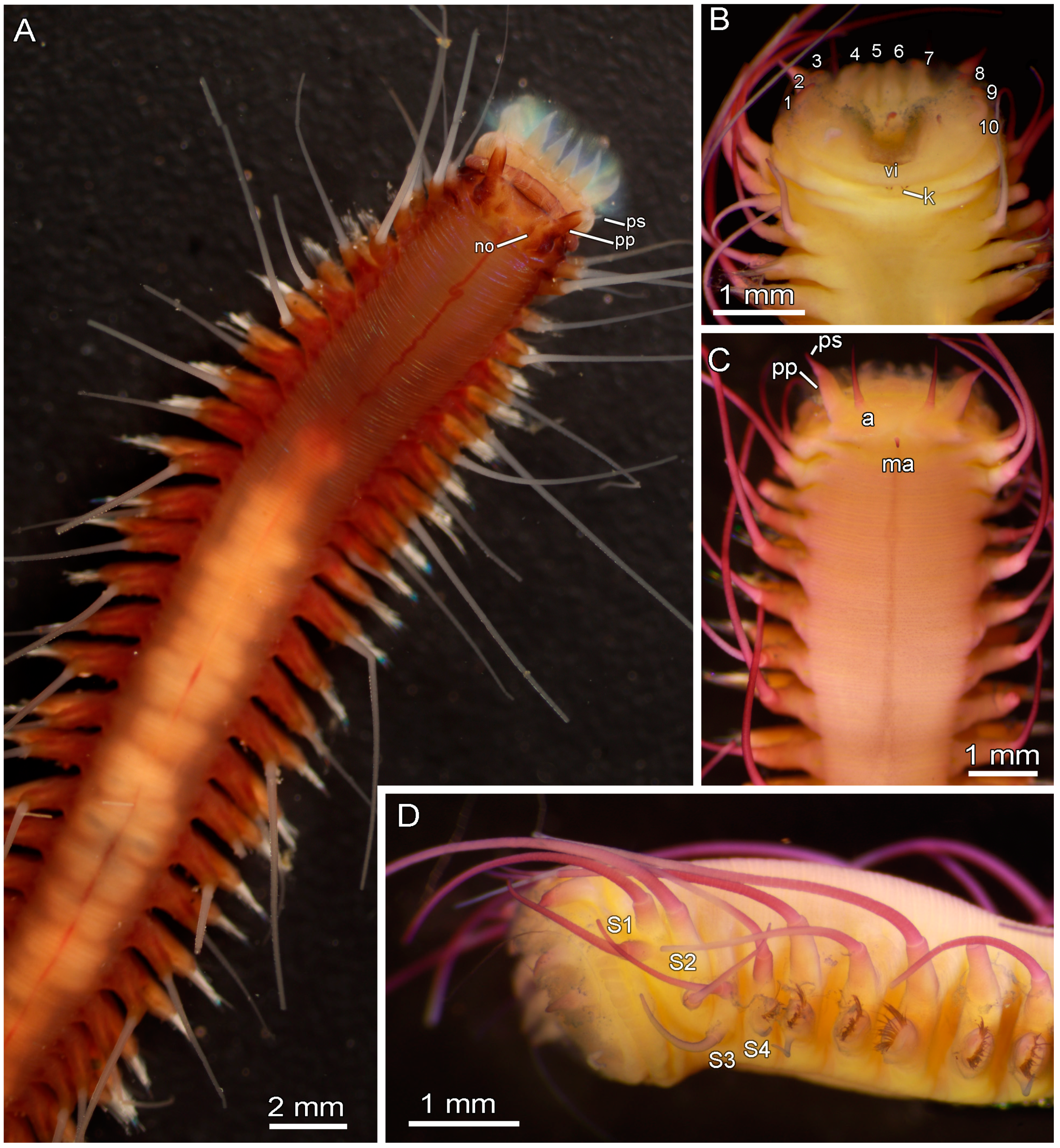 Diversity 17 00121 g013