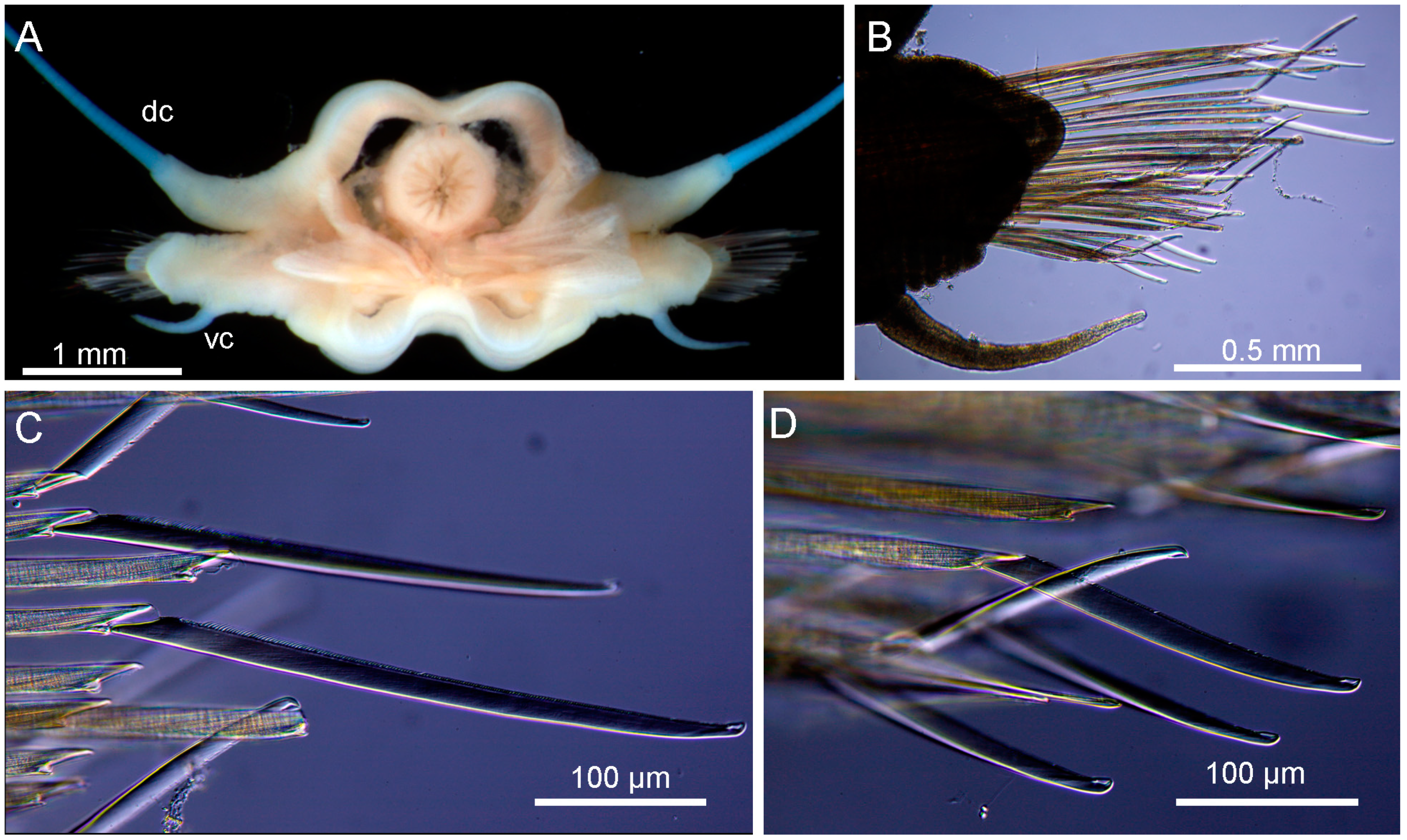 Diversity 17 00121 g014