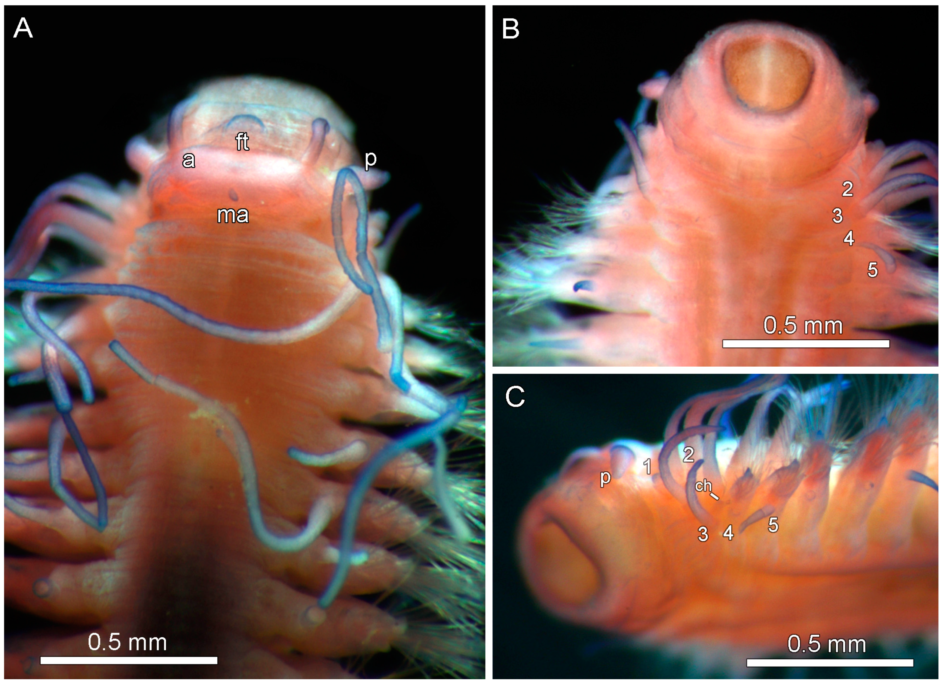 Diversity 17 00121 g016