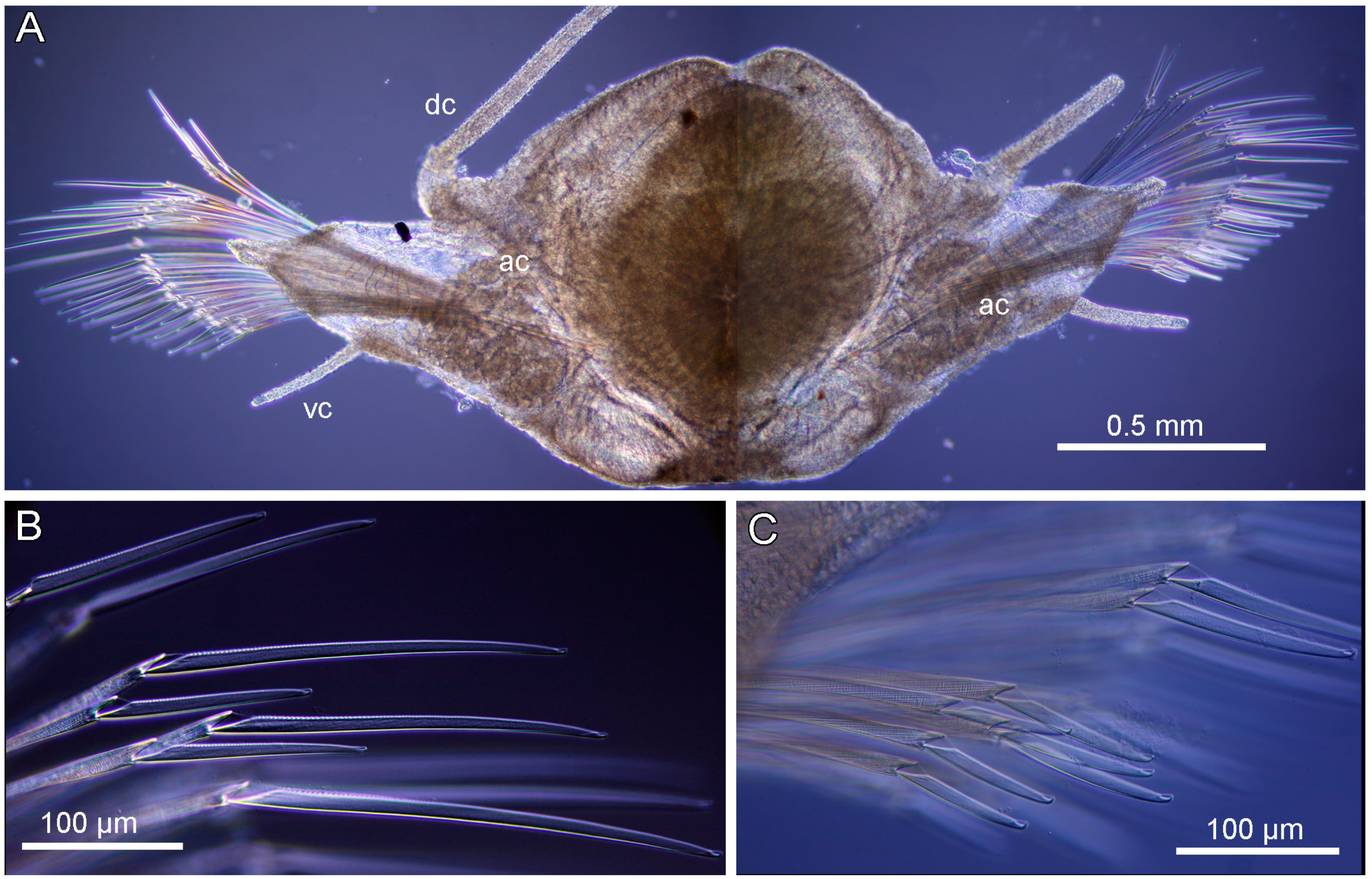 Diversity 17 00121 g017