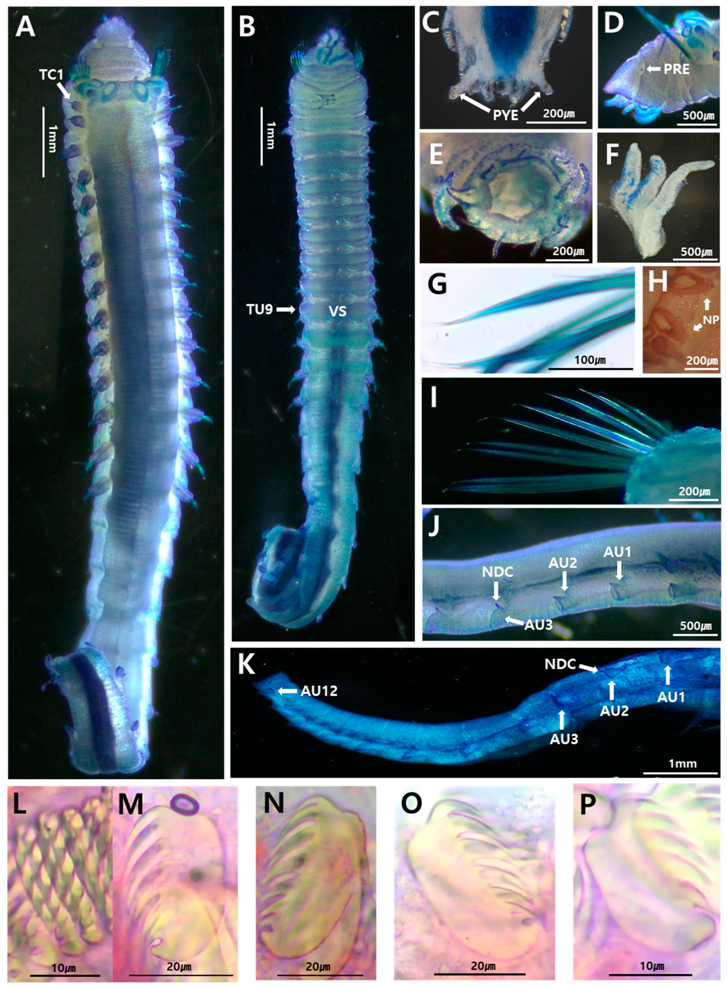Diversity 17 00122 g002