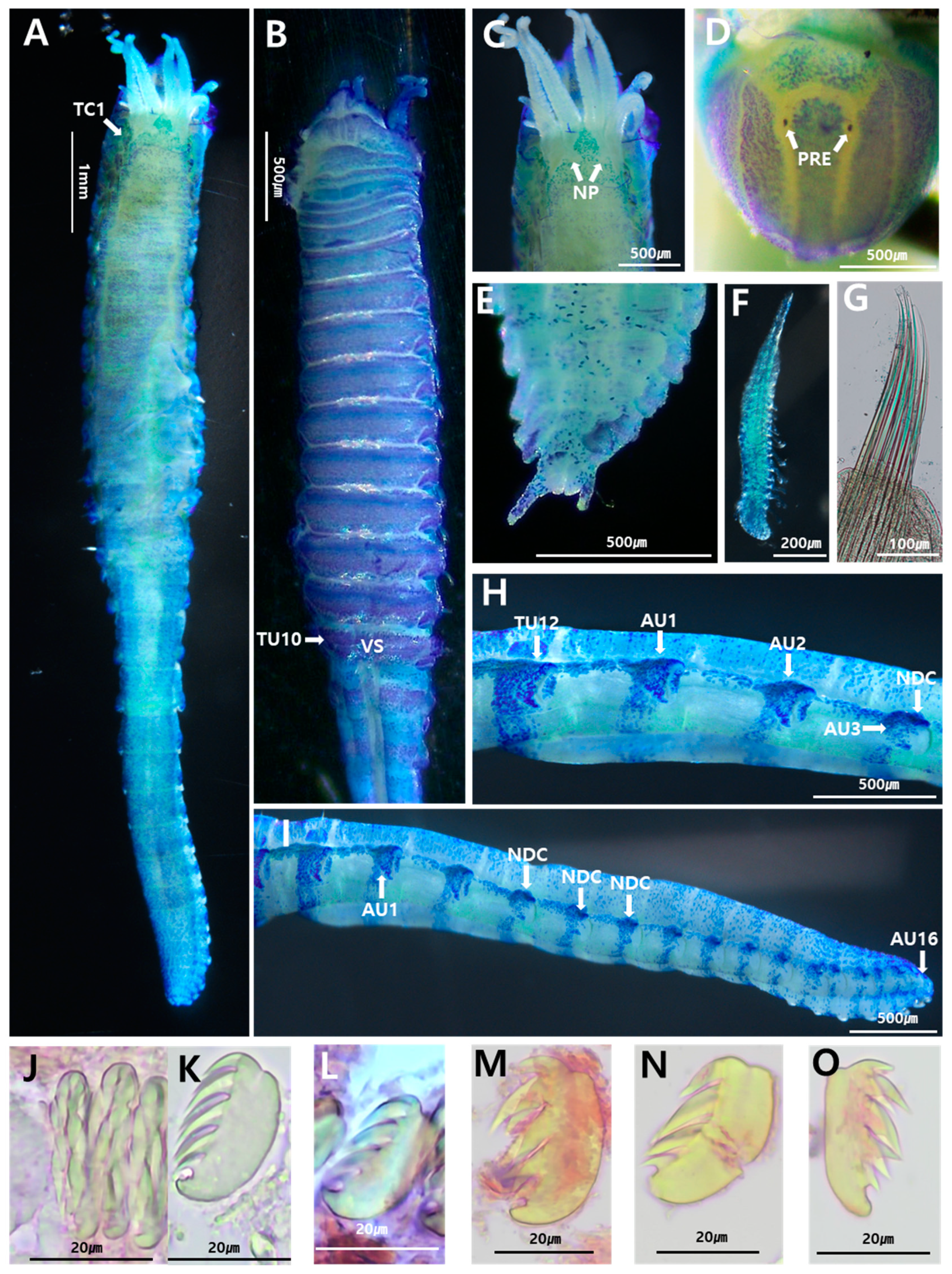 Diversity 17 00122 g003