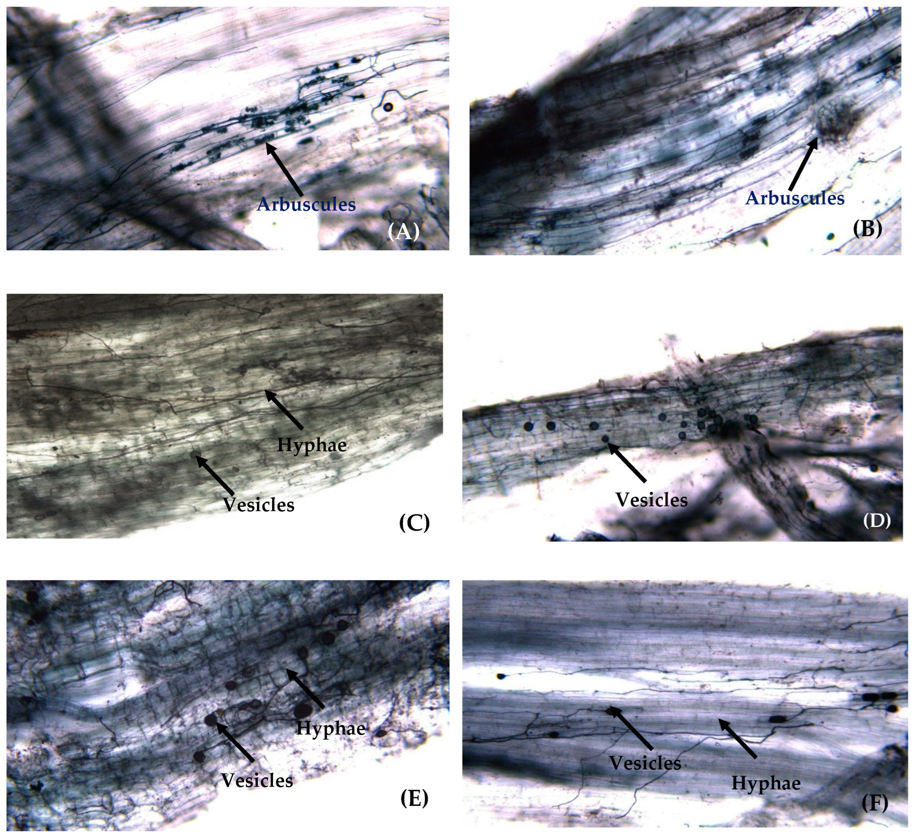 Diversity 17 00130 g004