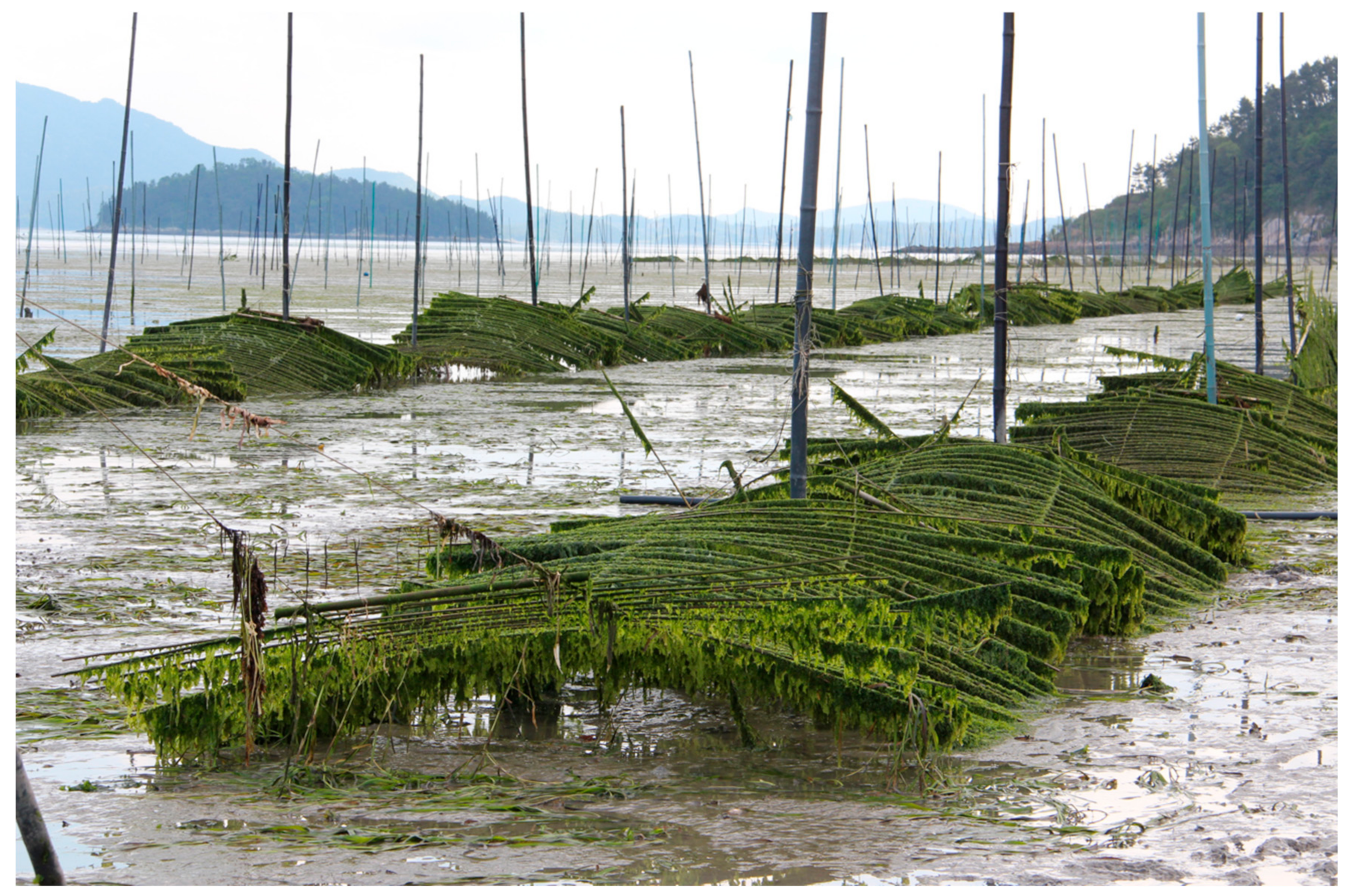 Diversity 17 00132 g001