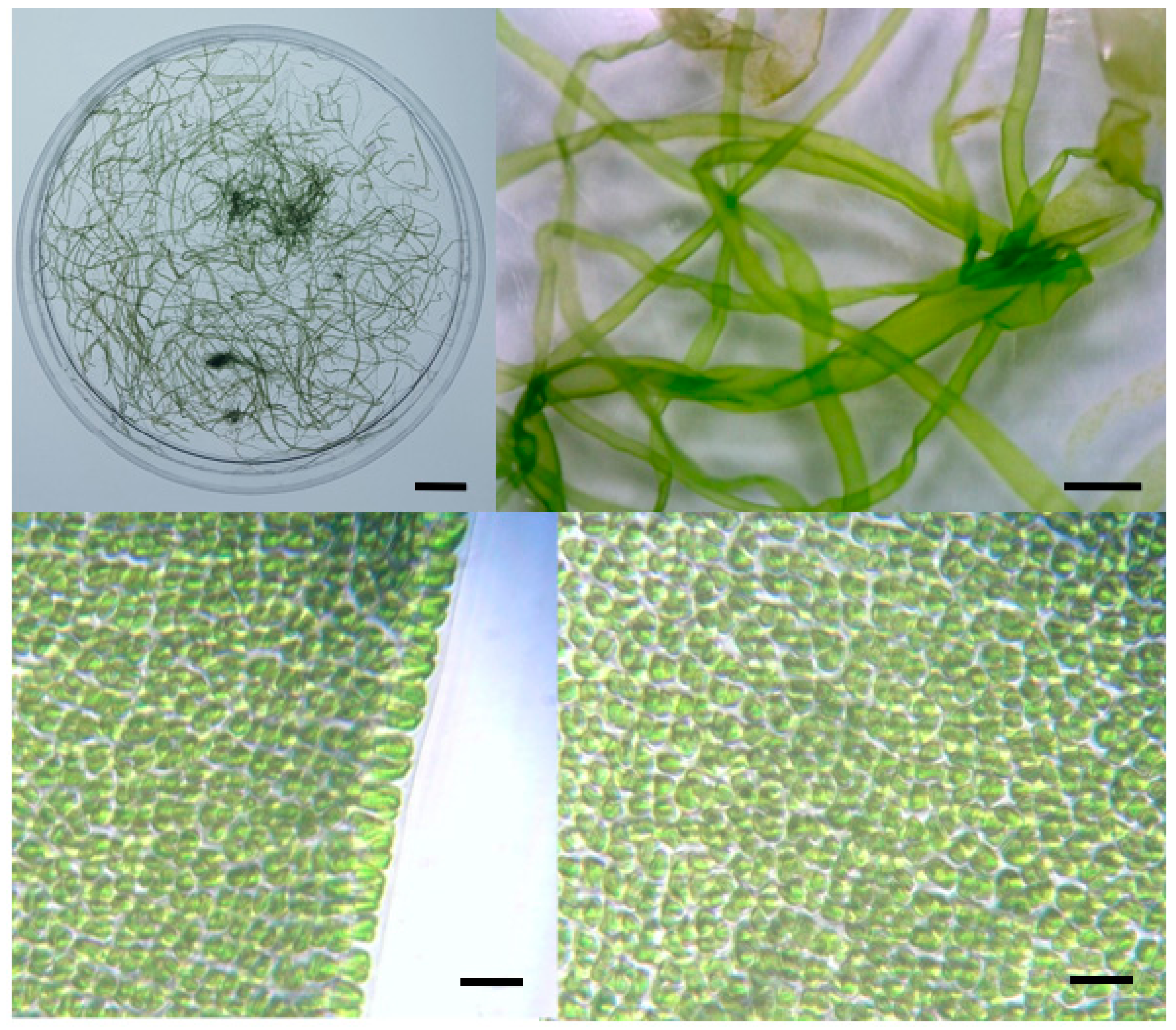 Diversity 17 00132 g003