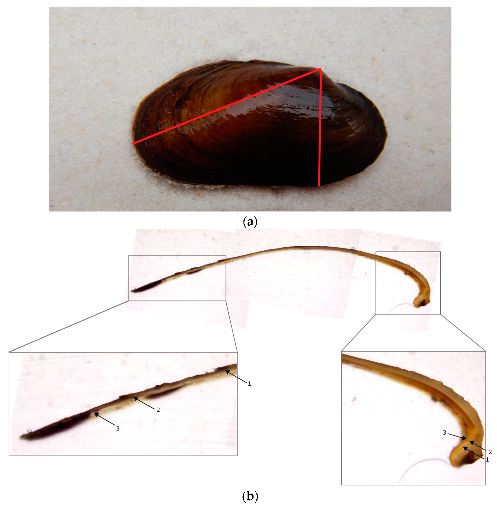 Diversity 17 00133 g003