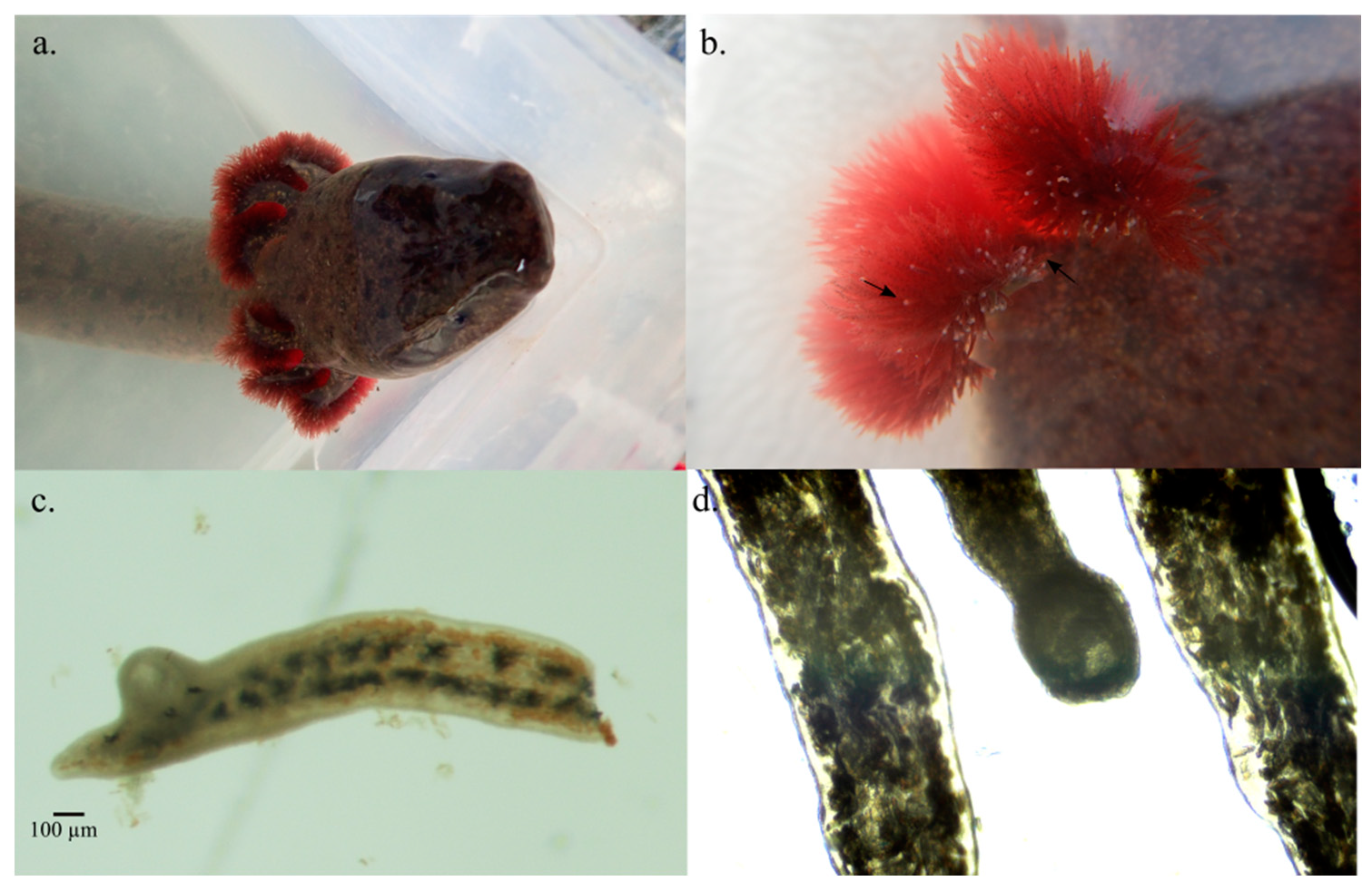 Diversity 17 00133 g005