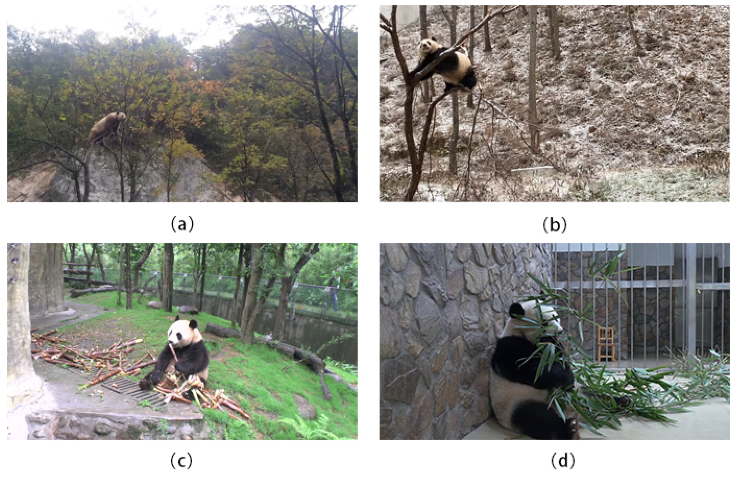 Diversity 17 00139 g006