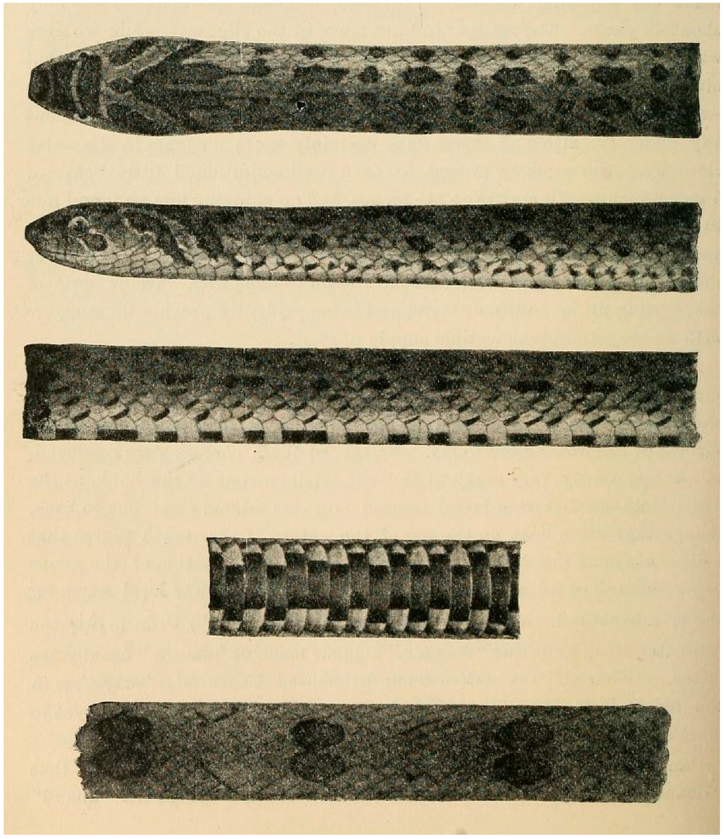 Diversity 17 00143 g001
