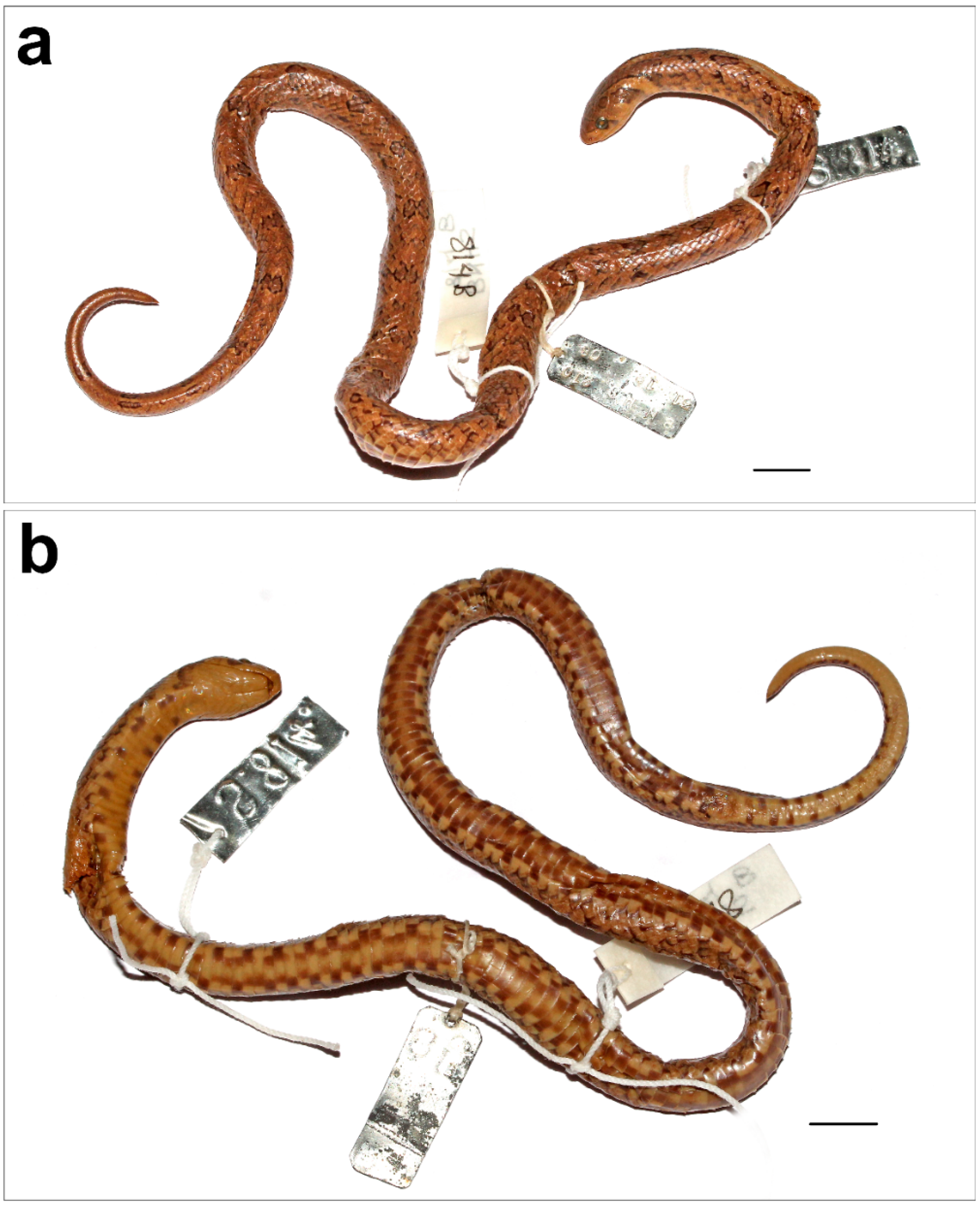 Diversity 17 00143 g003