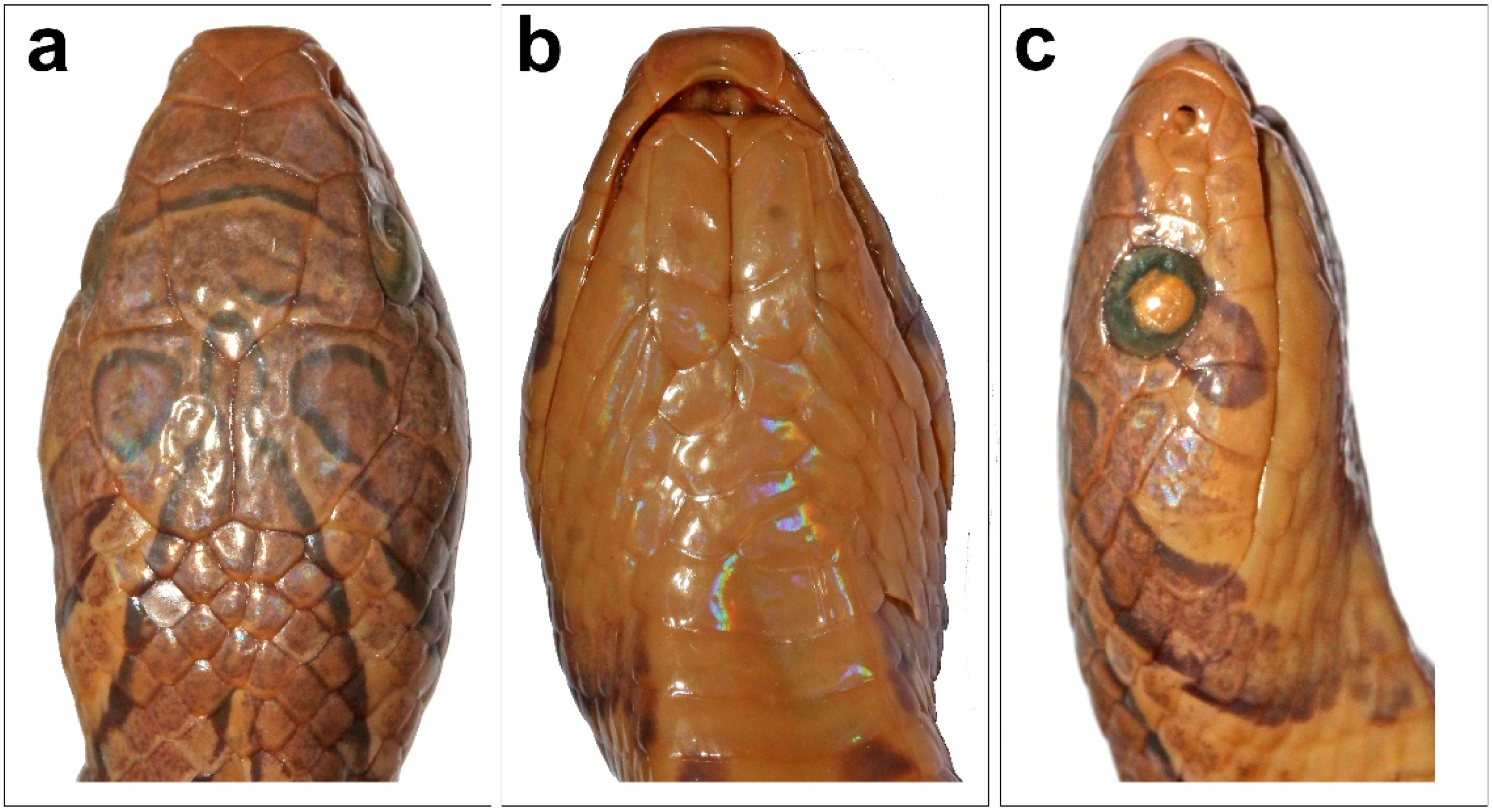 Diversity 17 00143 g004