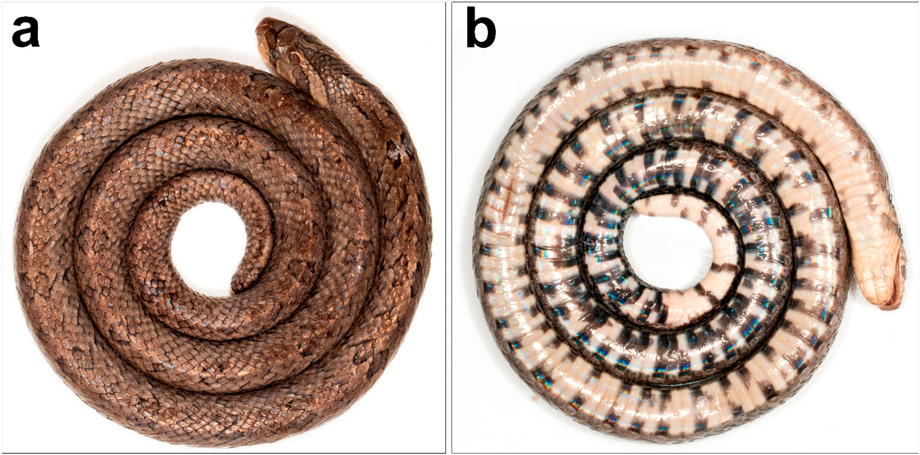 Diversity 17 00143 g005