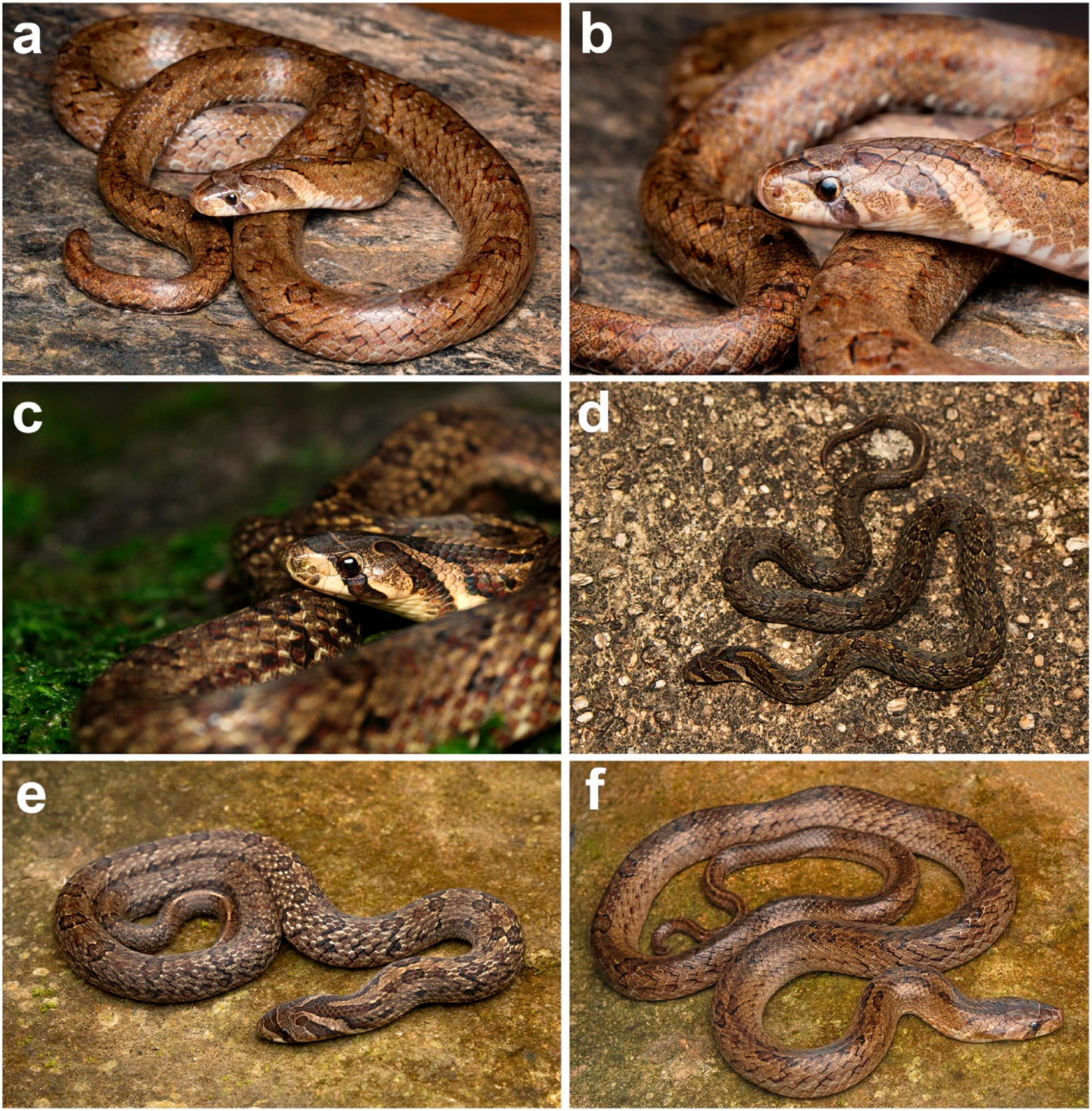 Diversity 17 00143 g006