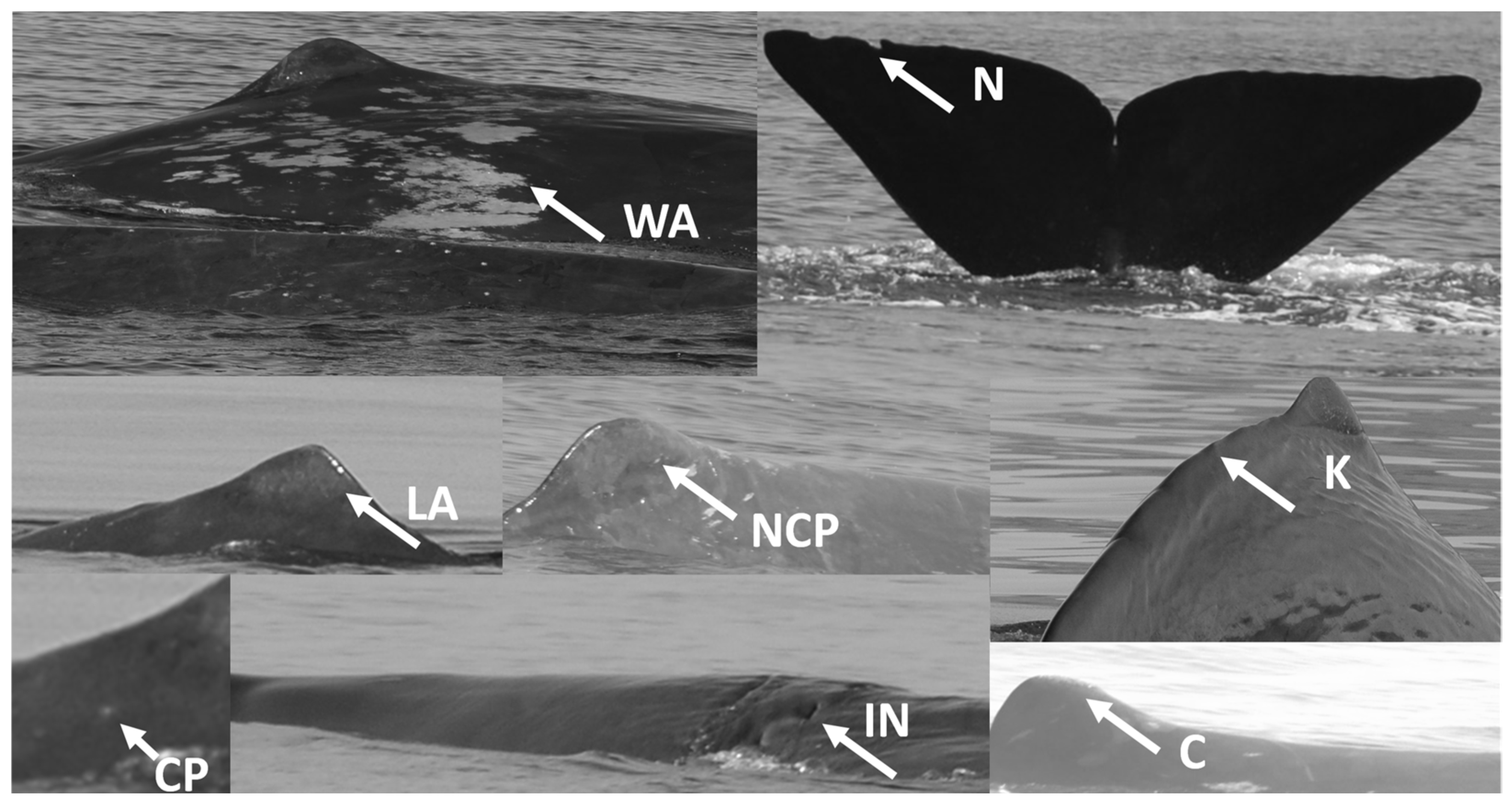 Diversity 17 00147 g003