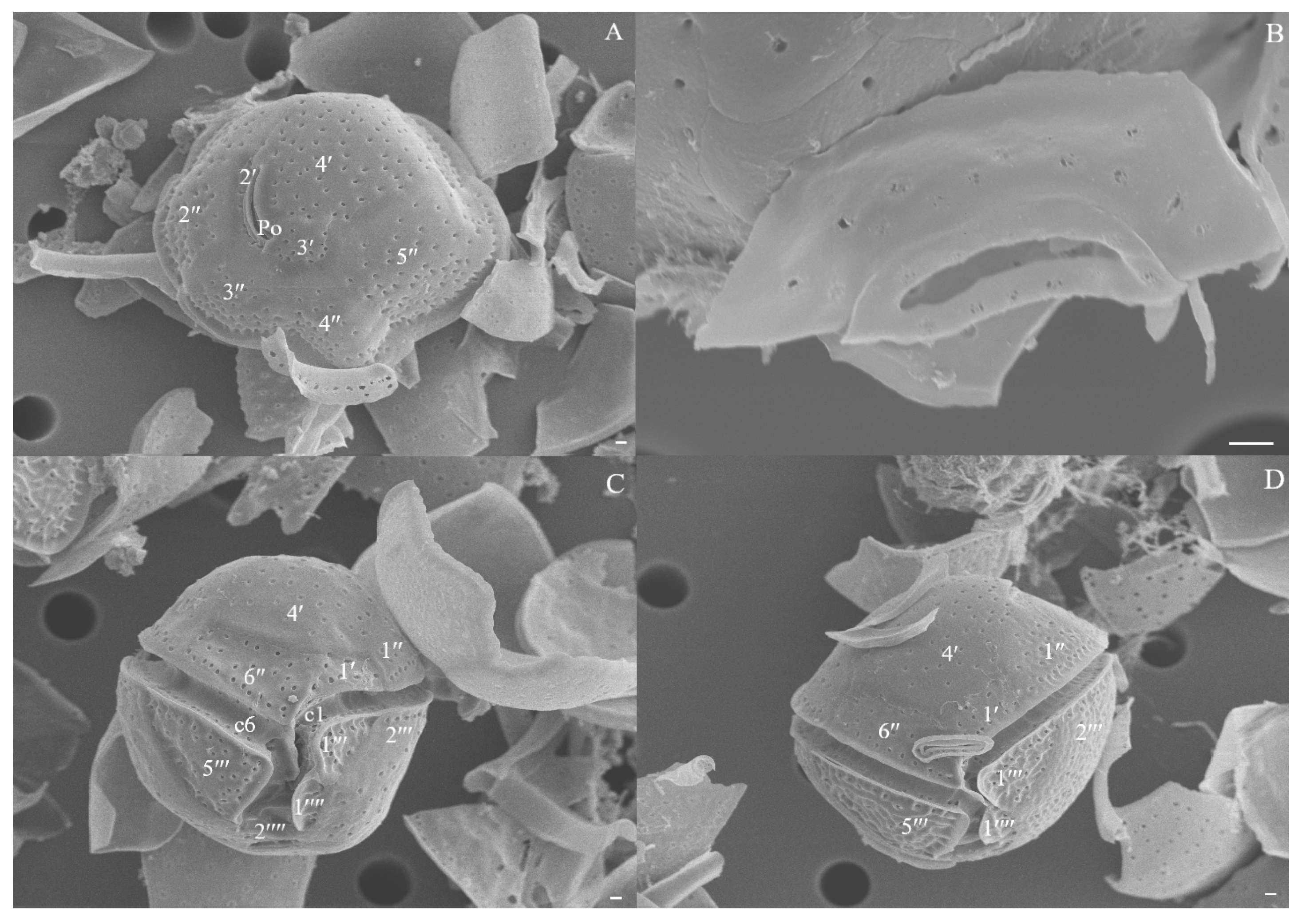 Diversity 17 00154 g002