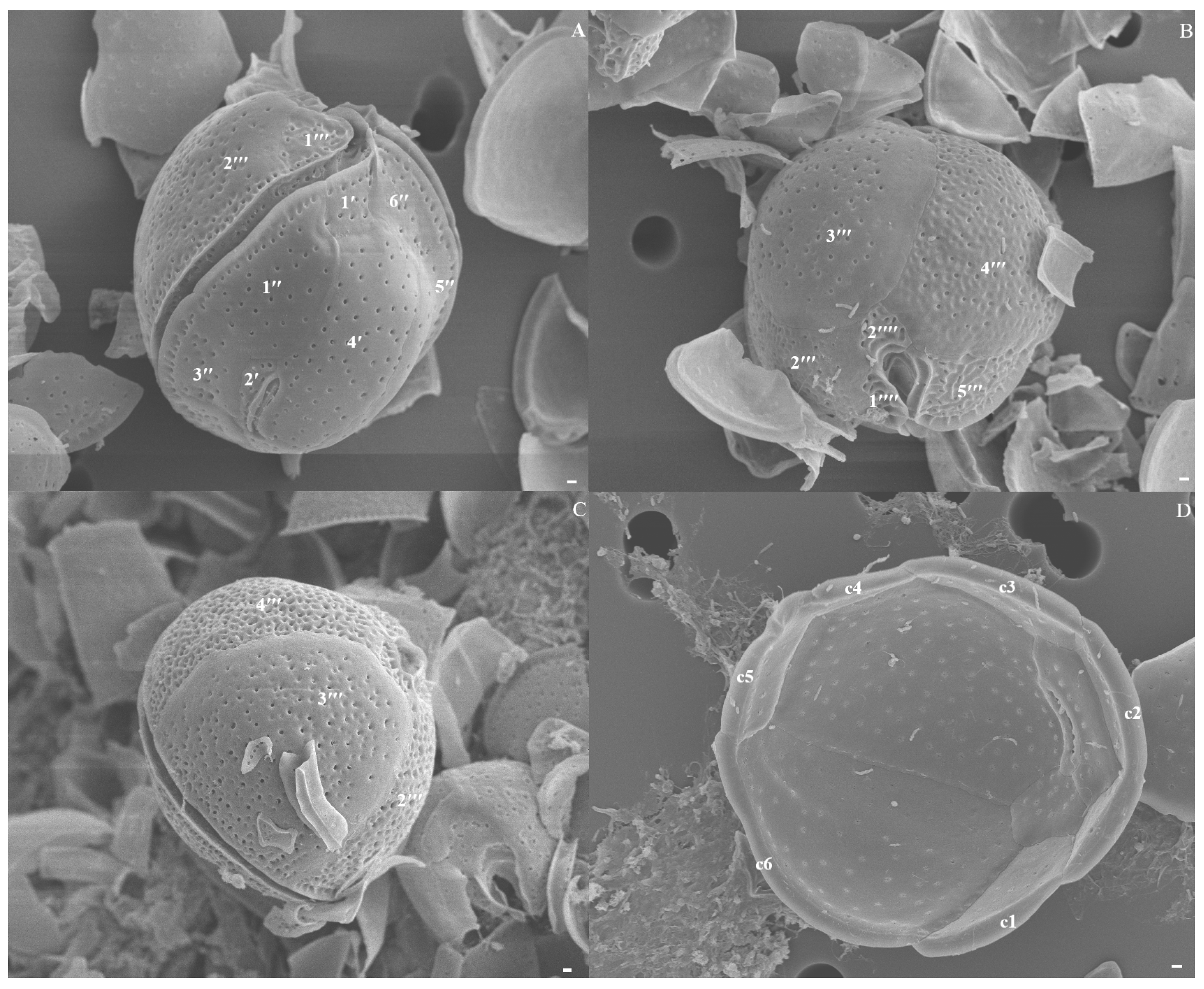 Diversity 17 00154 g003