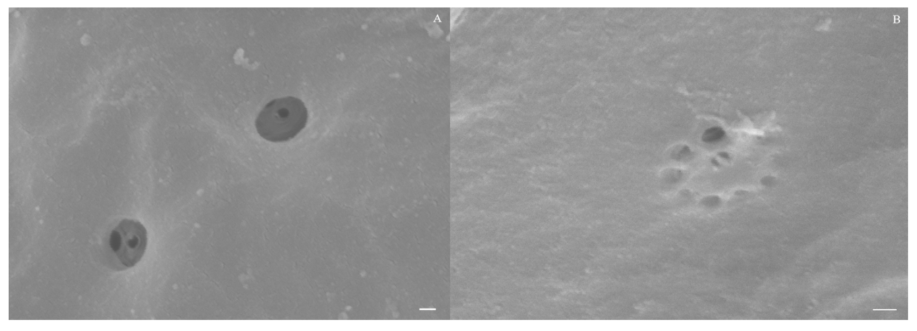 Diversity 17 00154 g004