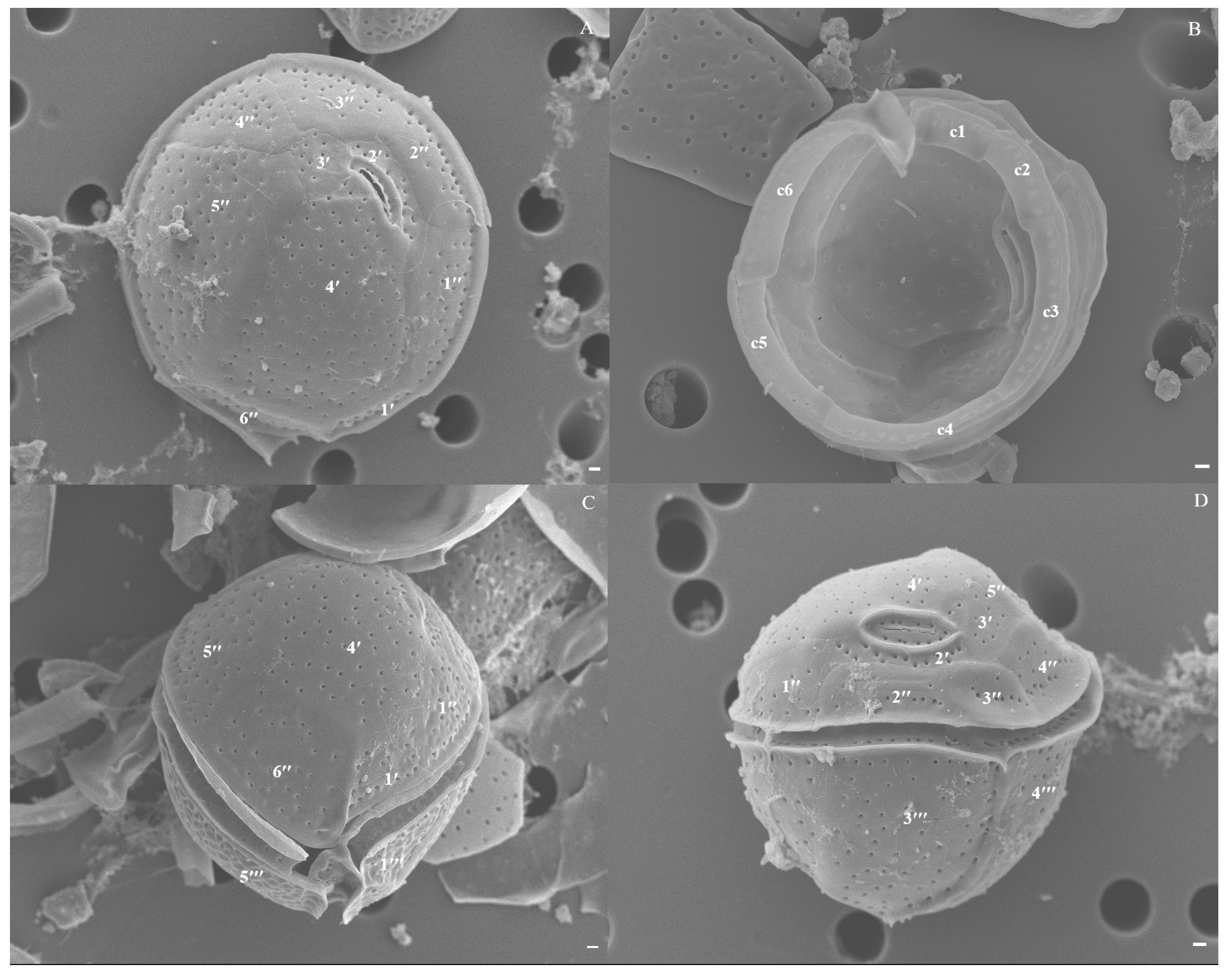 Diversity 17 00154 g005