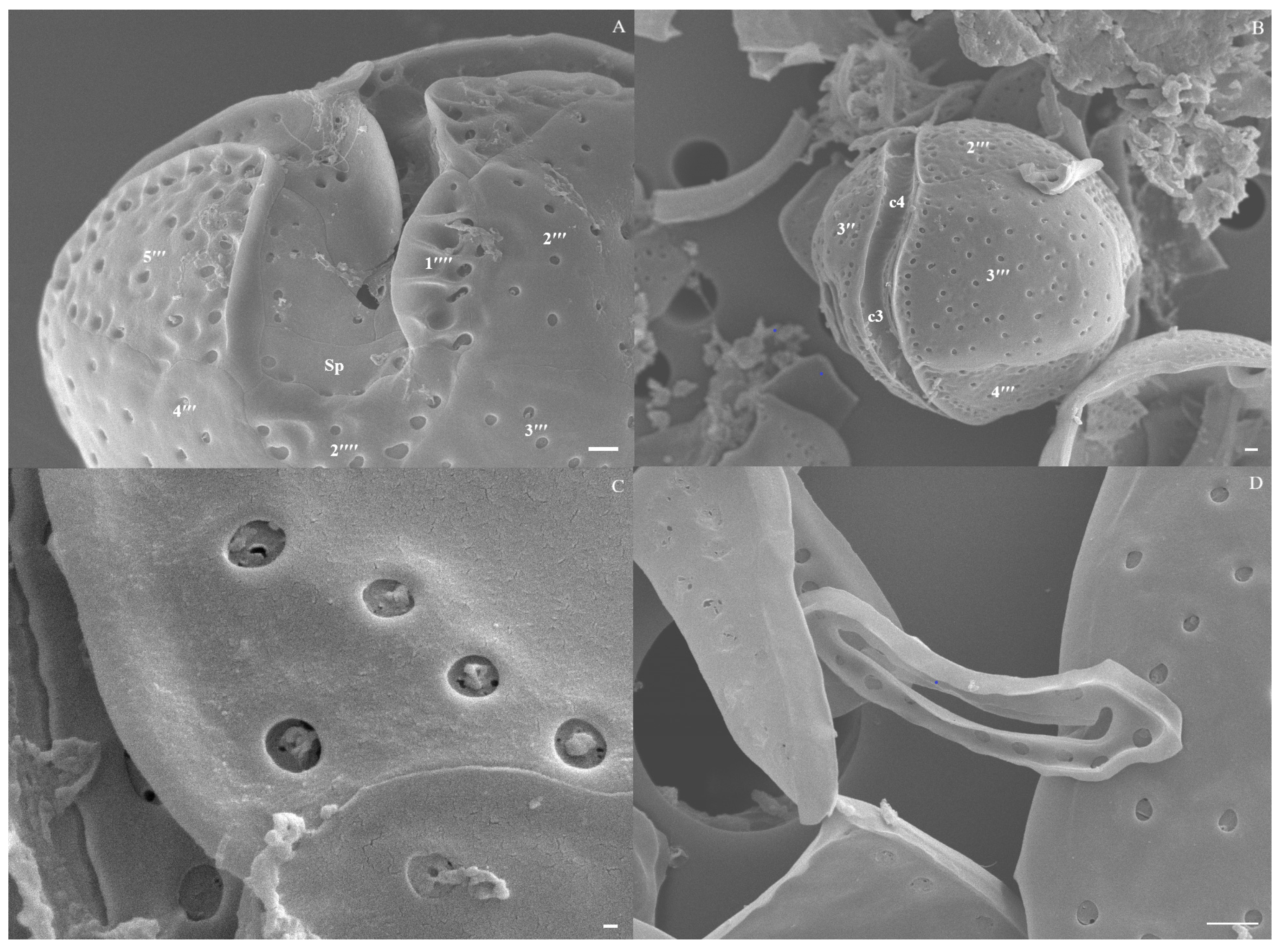 Diversity 17 00154 g006