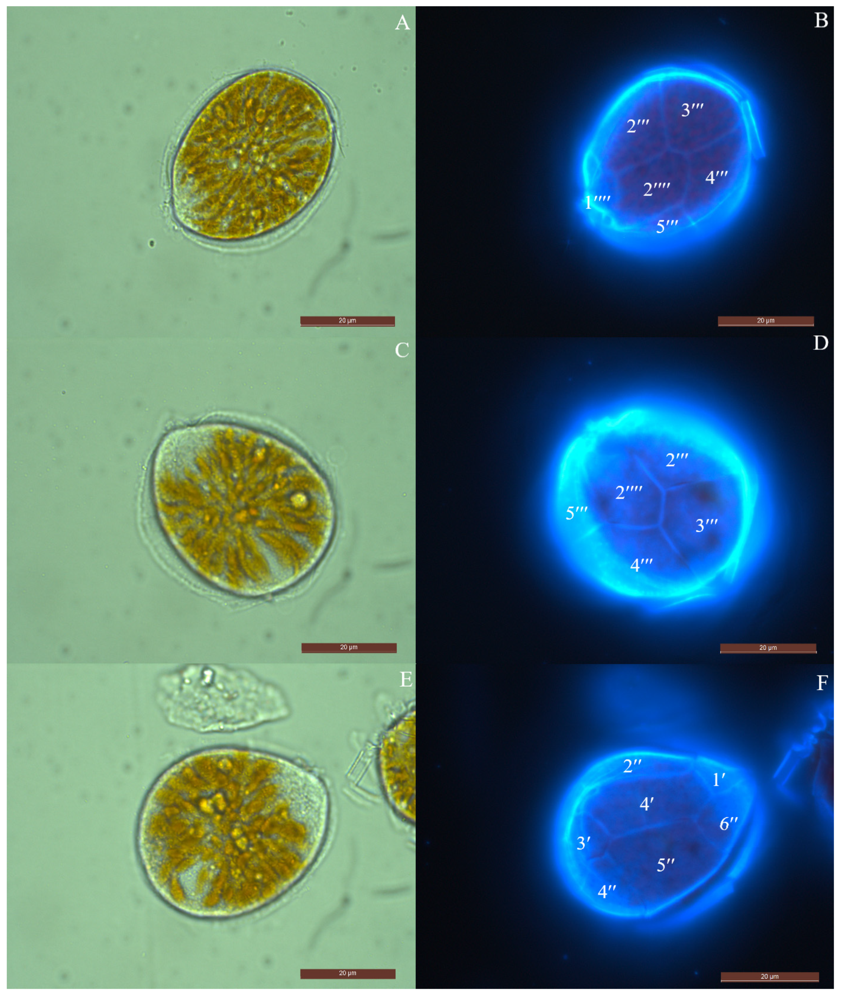Diversity 17 00154 g008