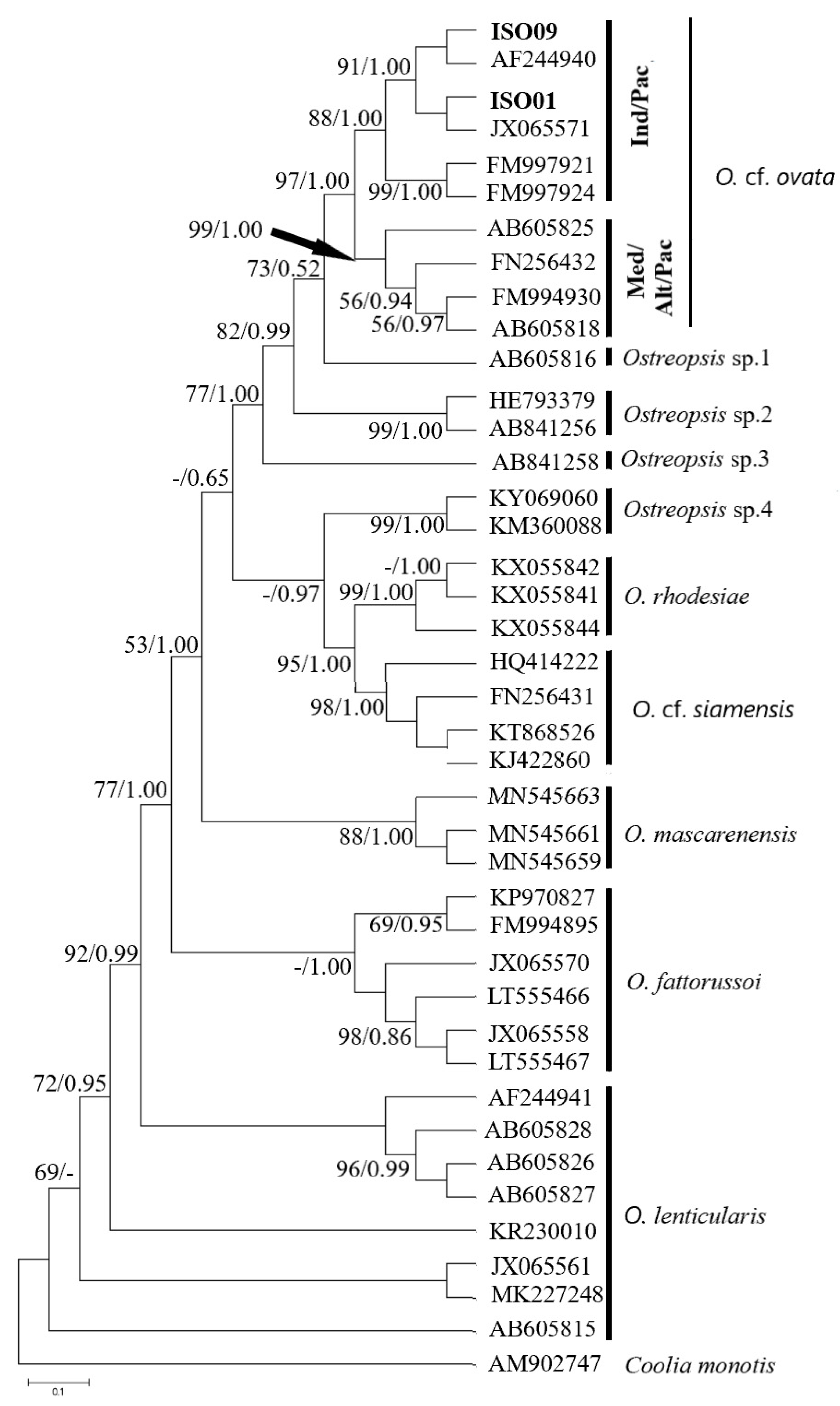 Diversity 17 00154 g010