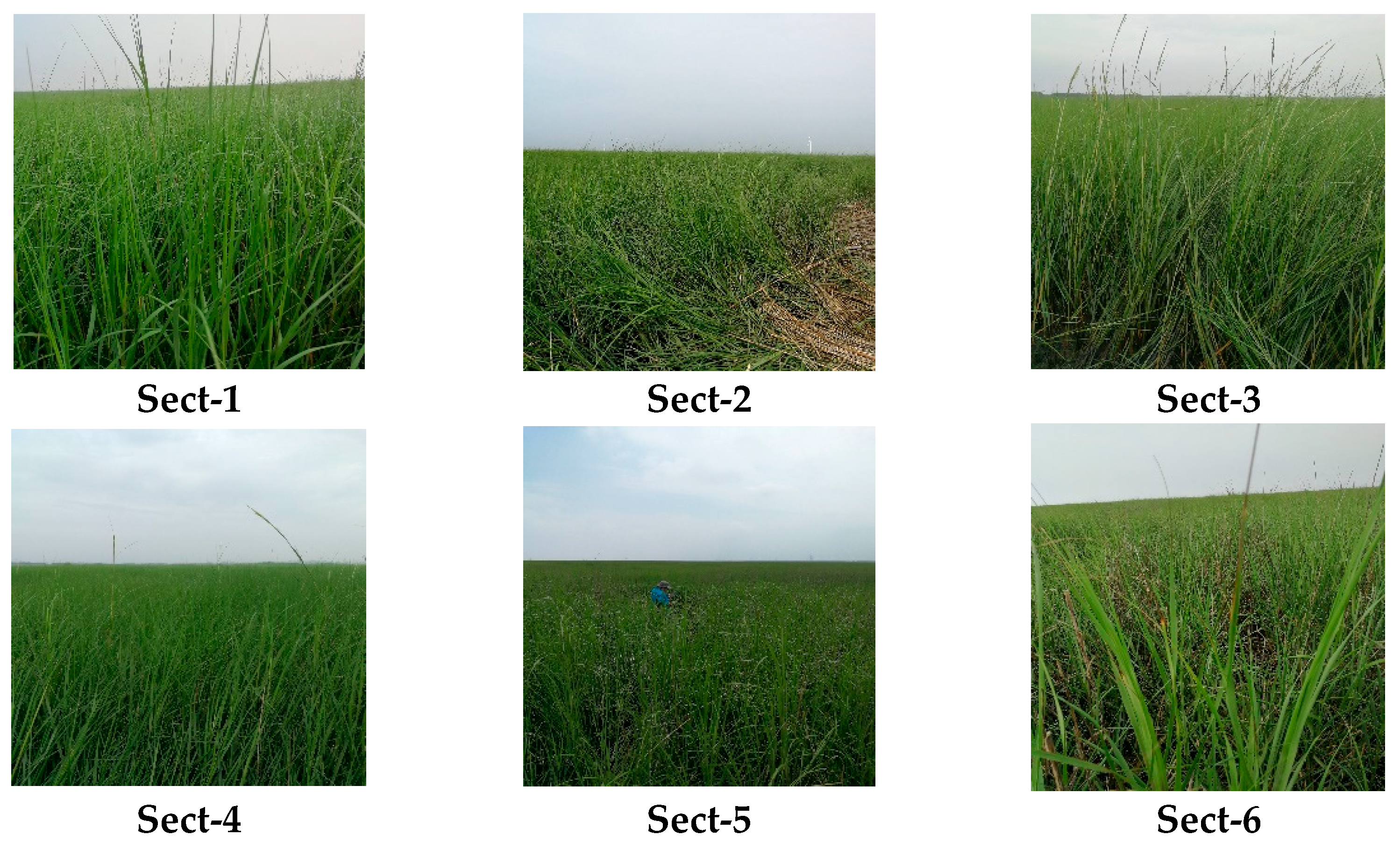 Diversity 17 00158 g002