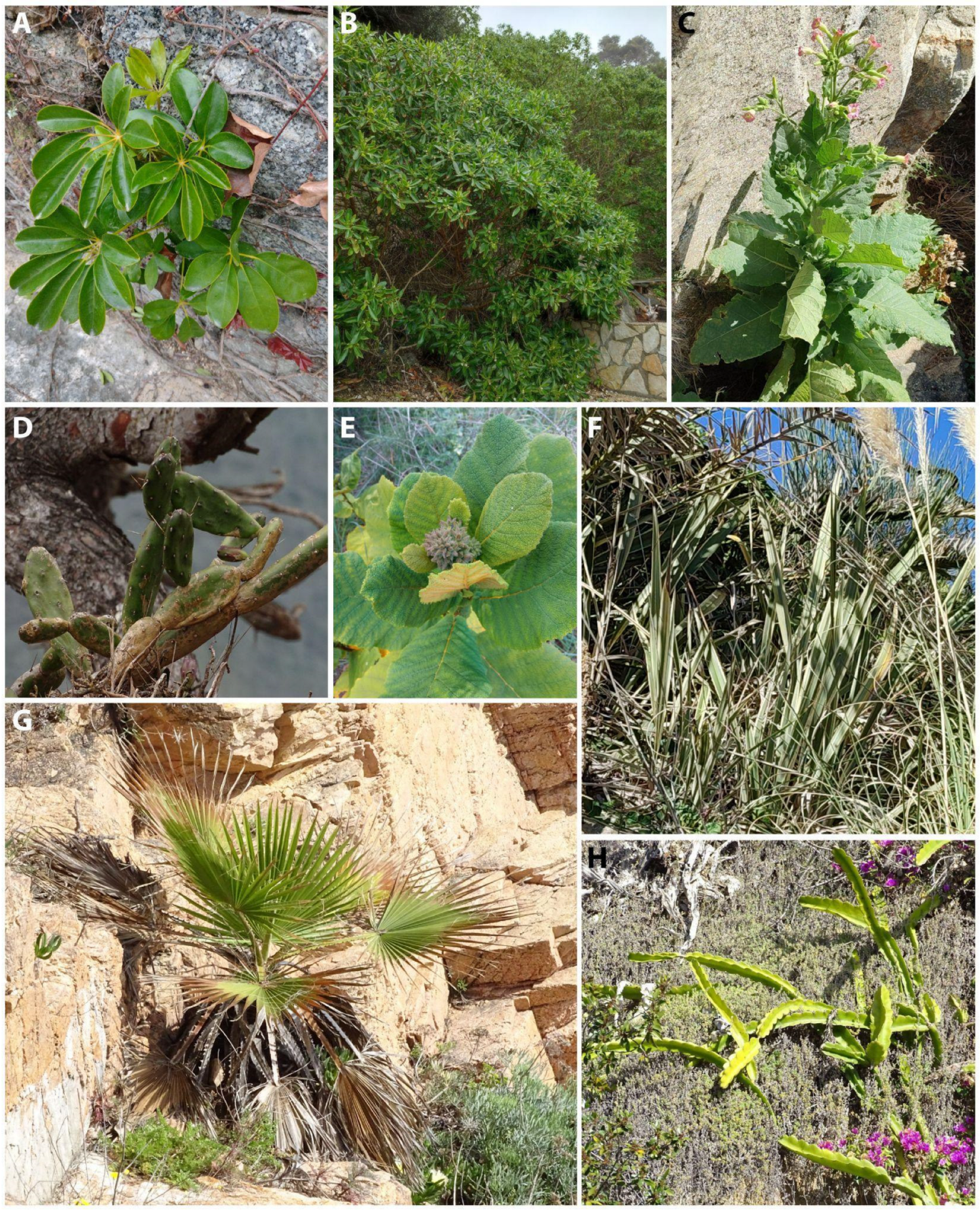 Diversity 17 00160 g004