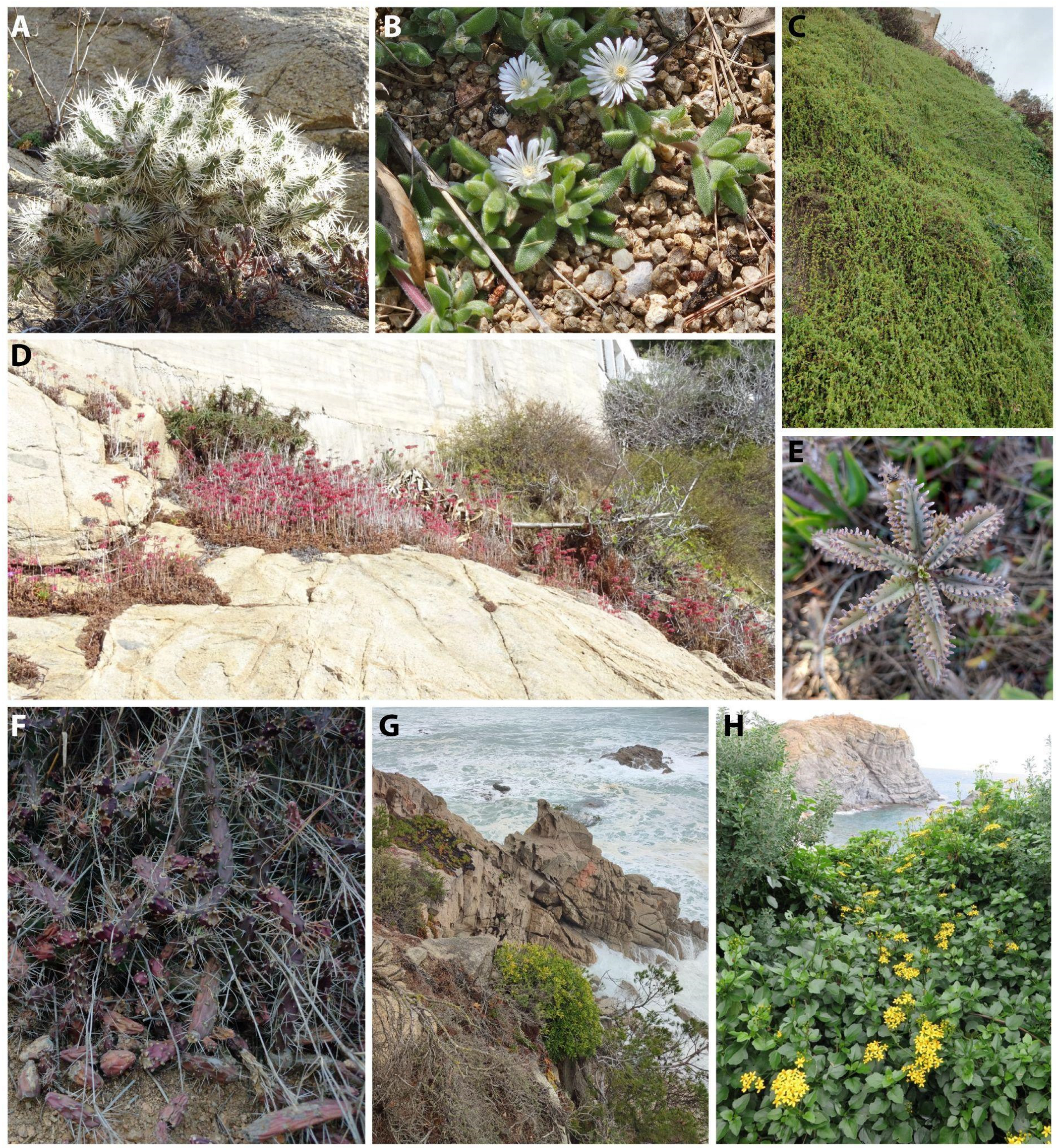 Diversity 17 00160 g005