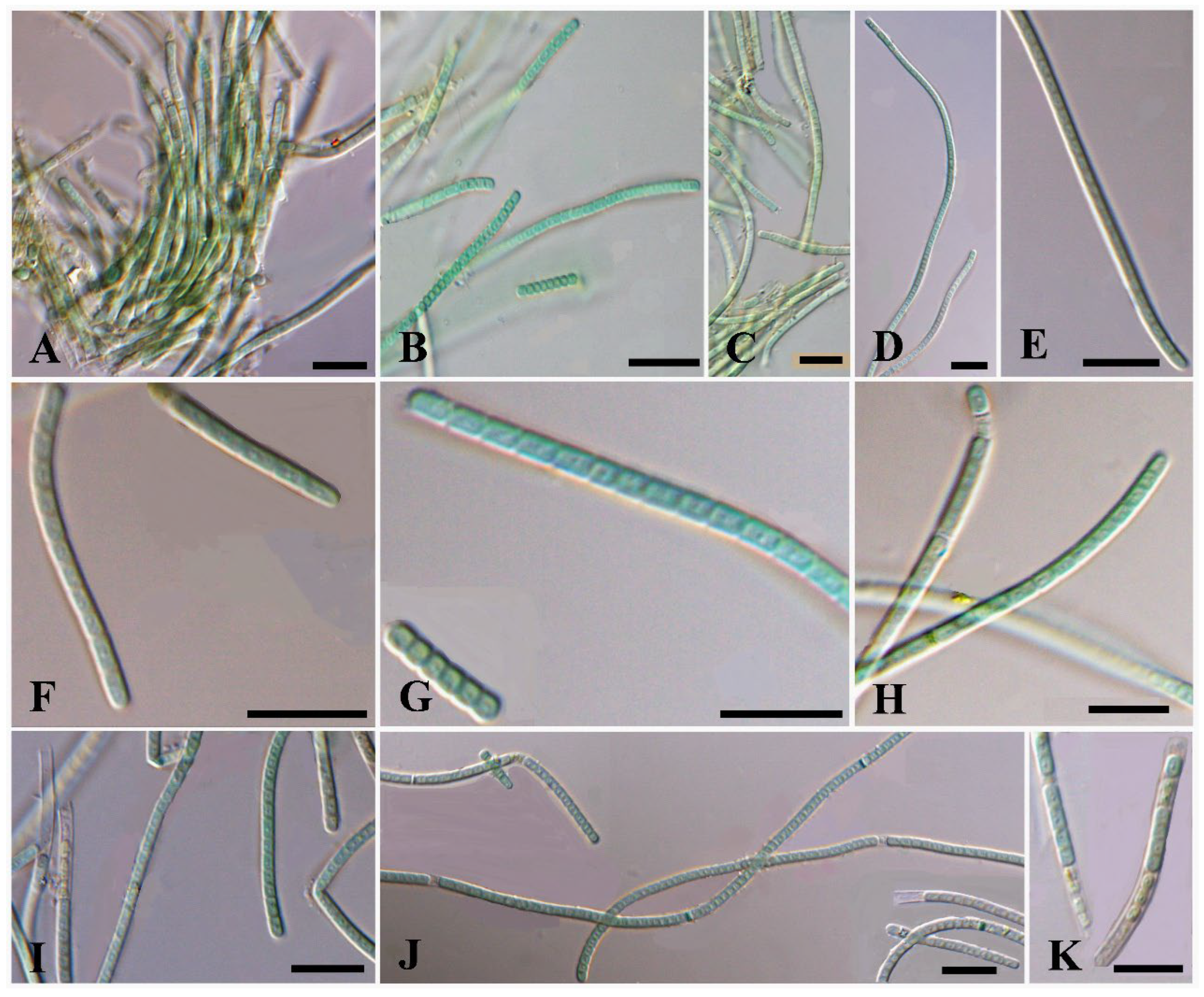 Diversity 17 00170 g002