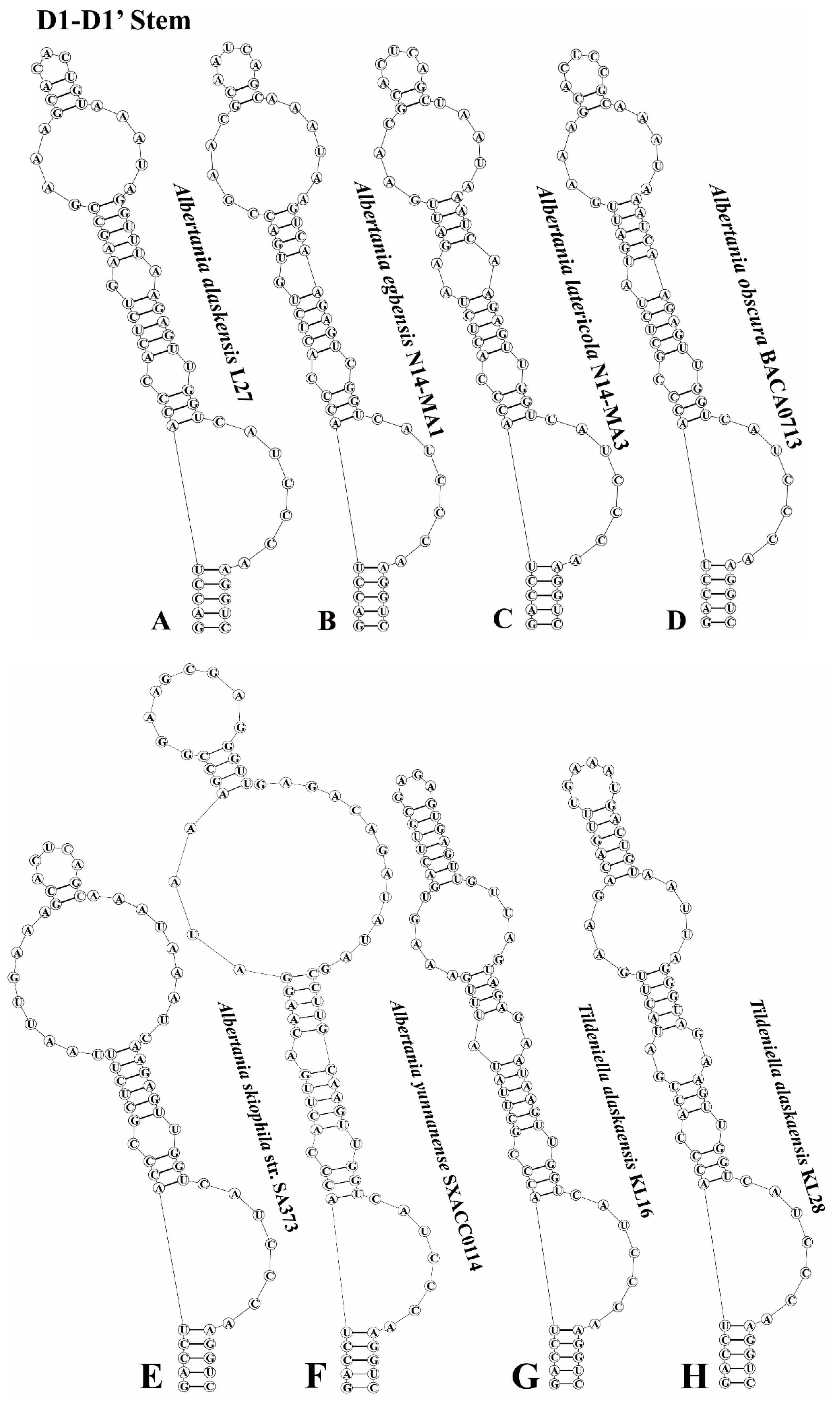 Diversity 17 00170 g004a