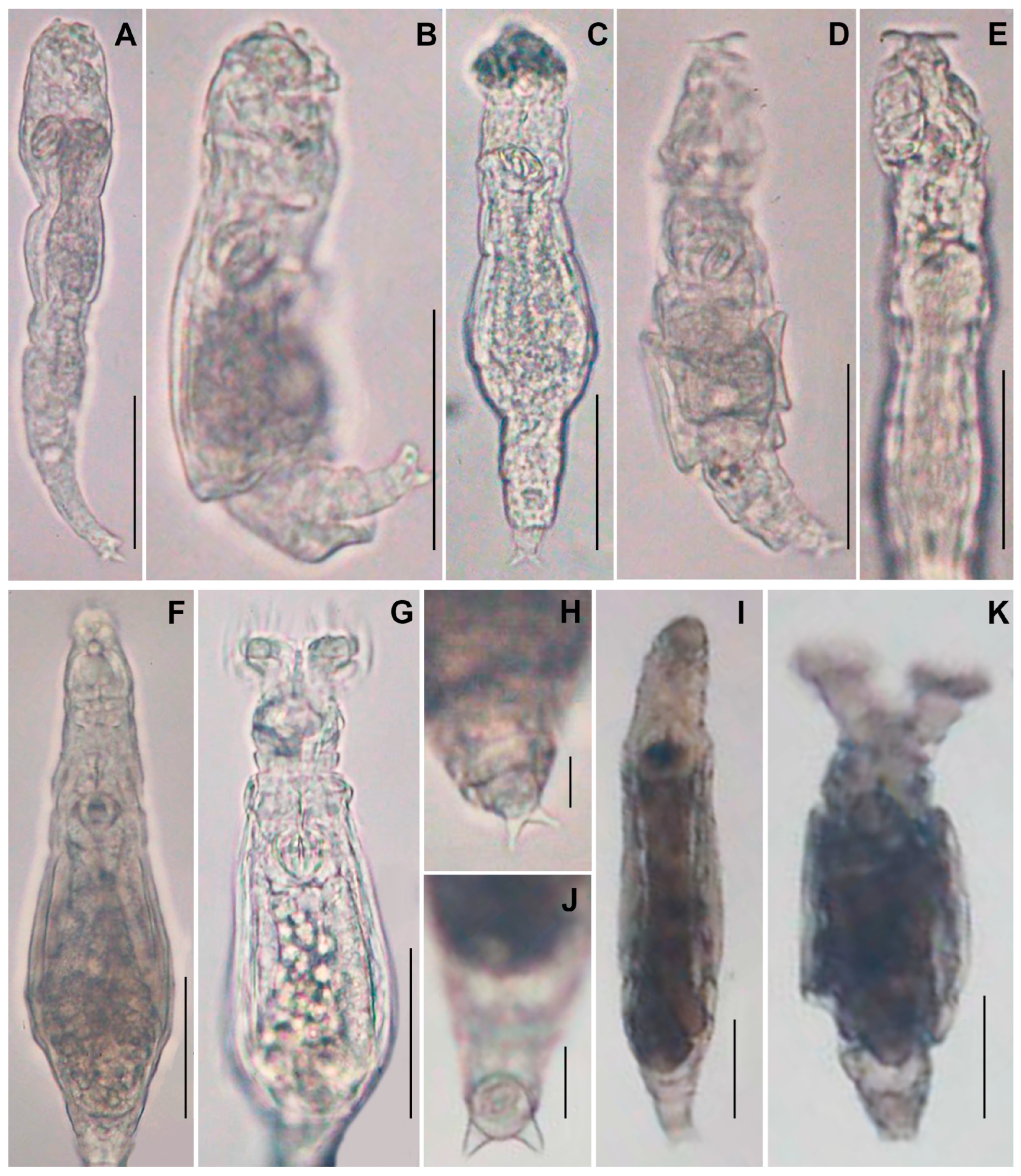 Diversity 17 00171 g003 Diversity 17 00171 g003