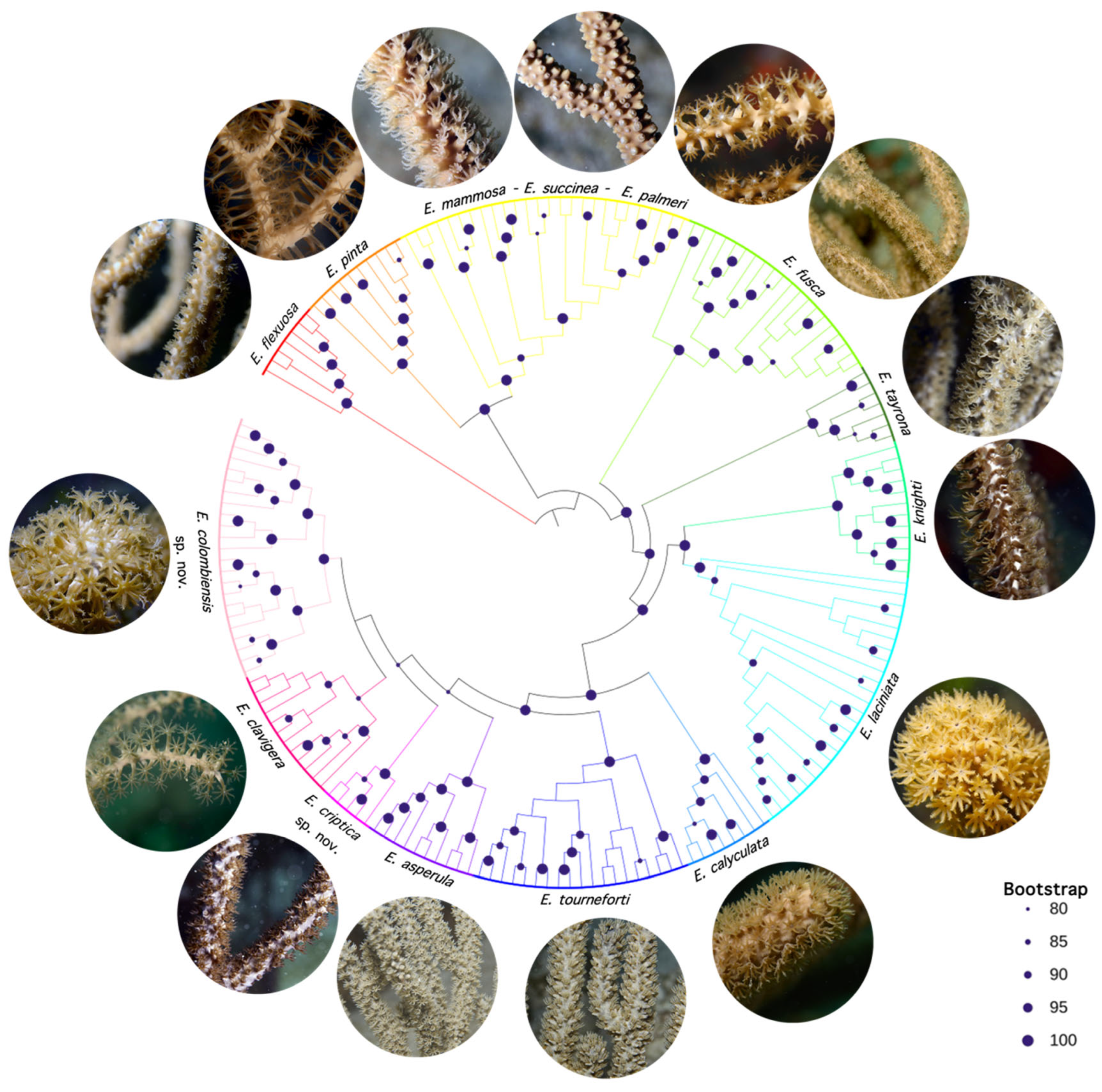 Diversity 17 00173 g002