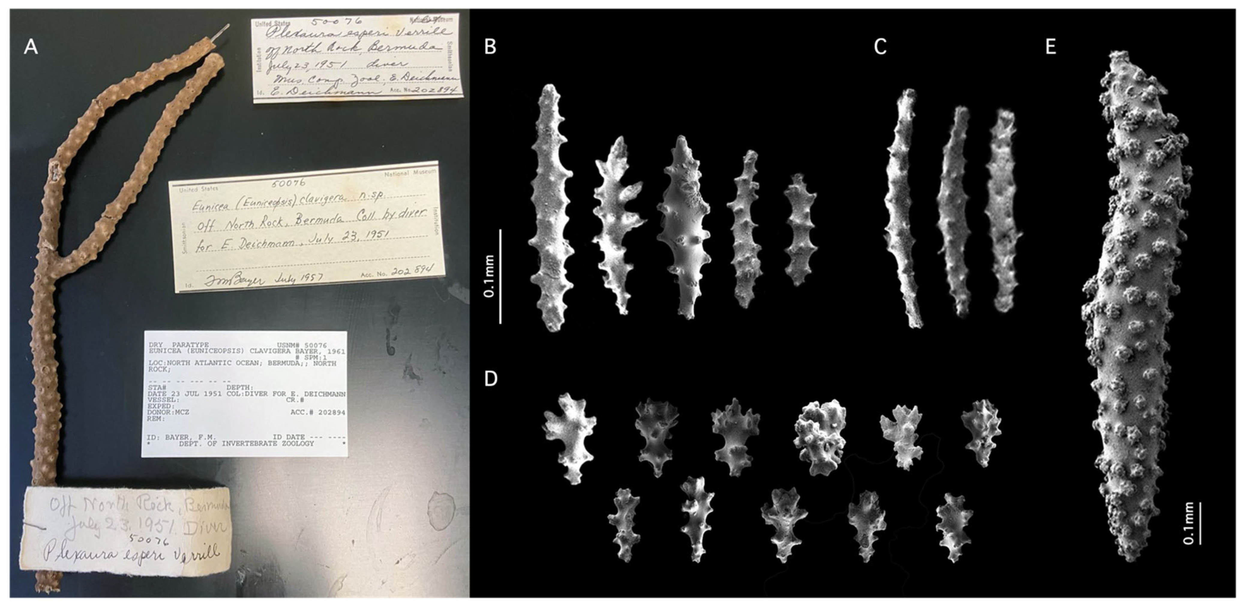 Diversity 17 00173 g005