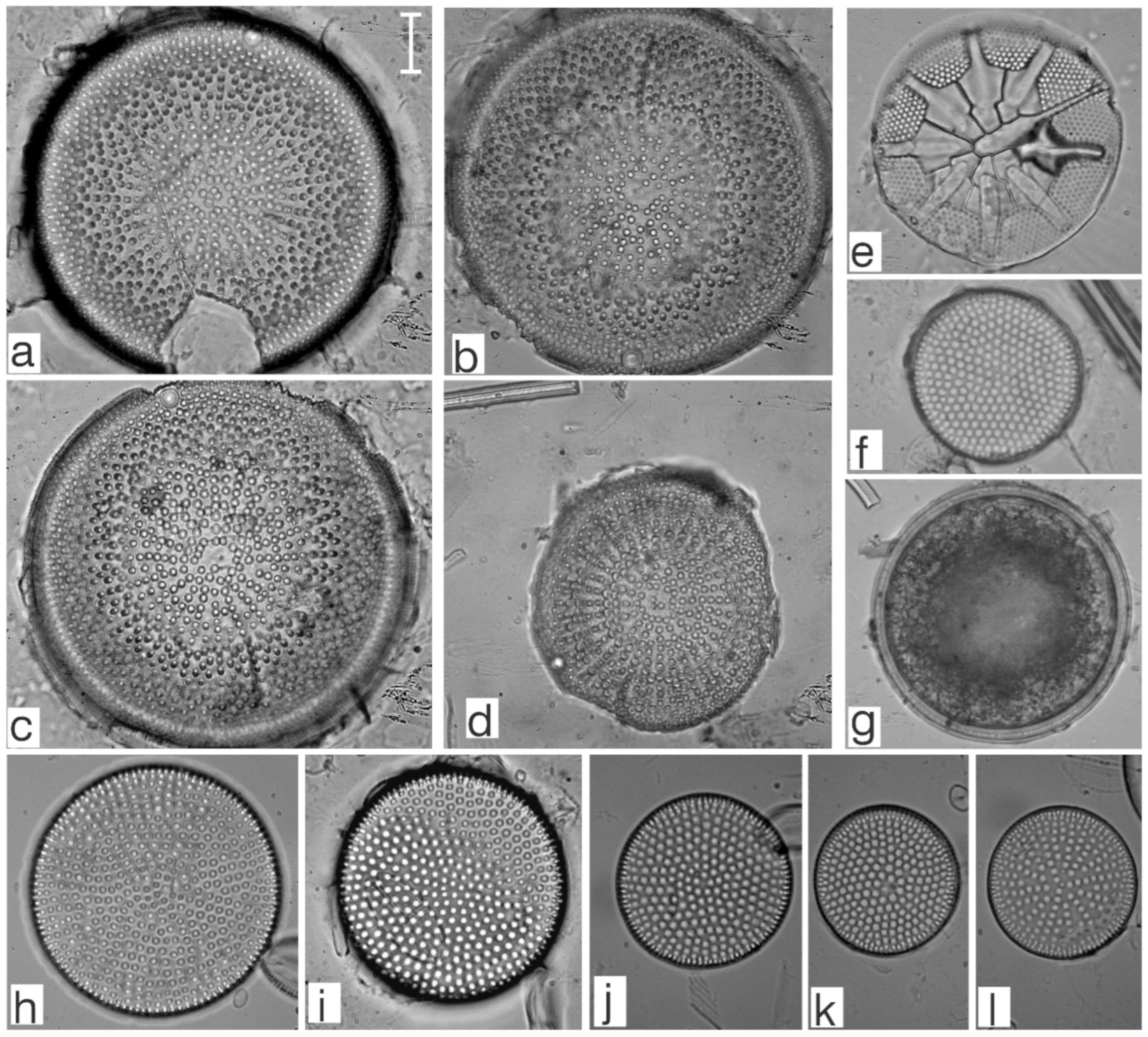 Diversity 17 00181 g0a1