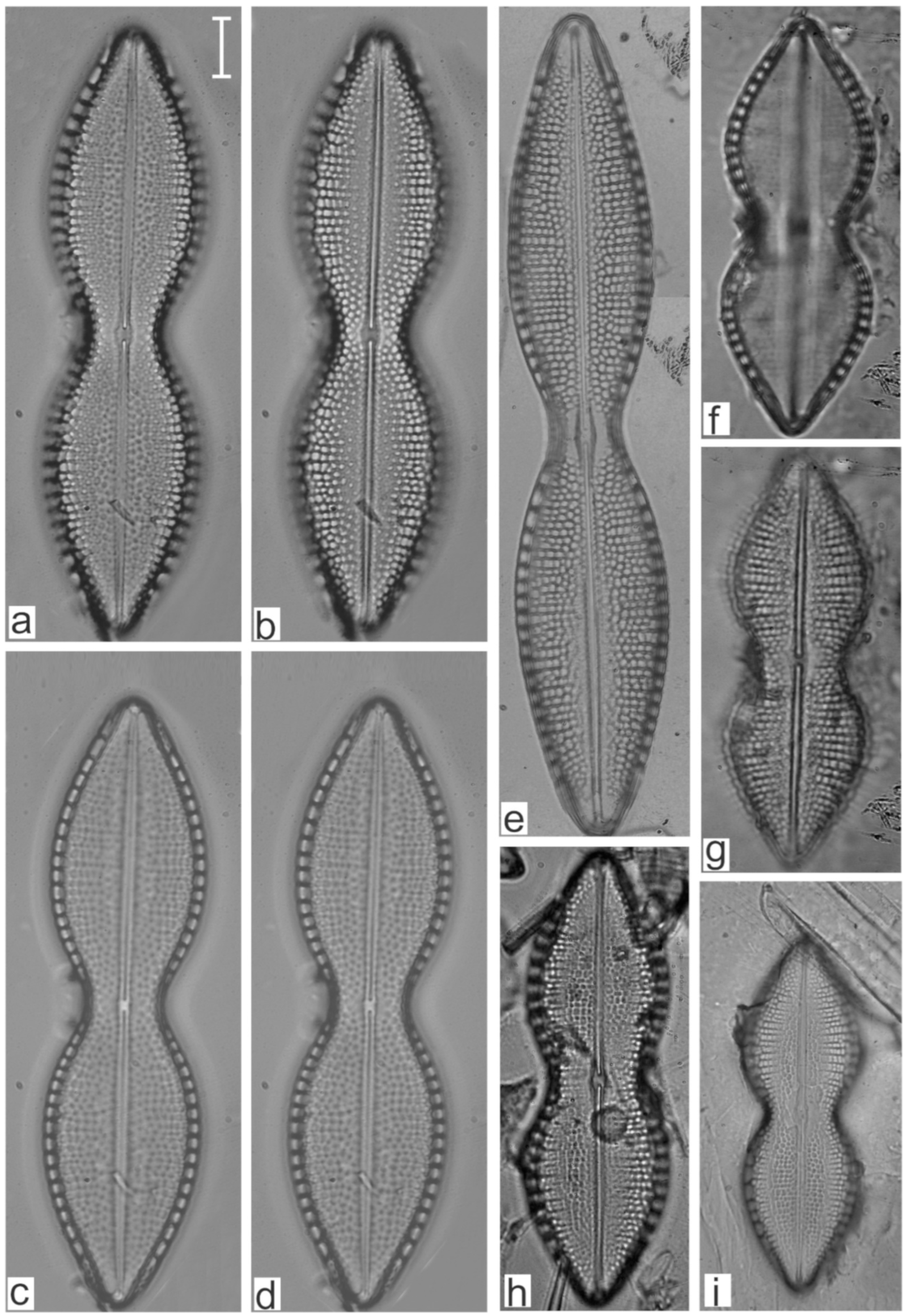 Diversity 17 00181 g0a10