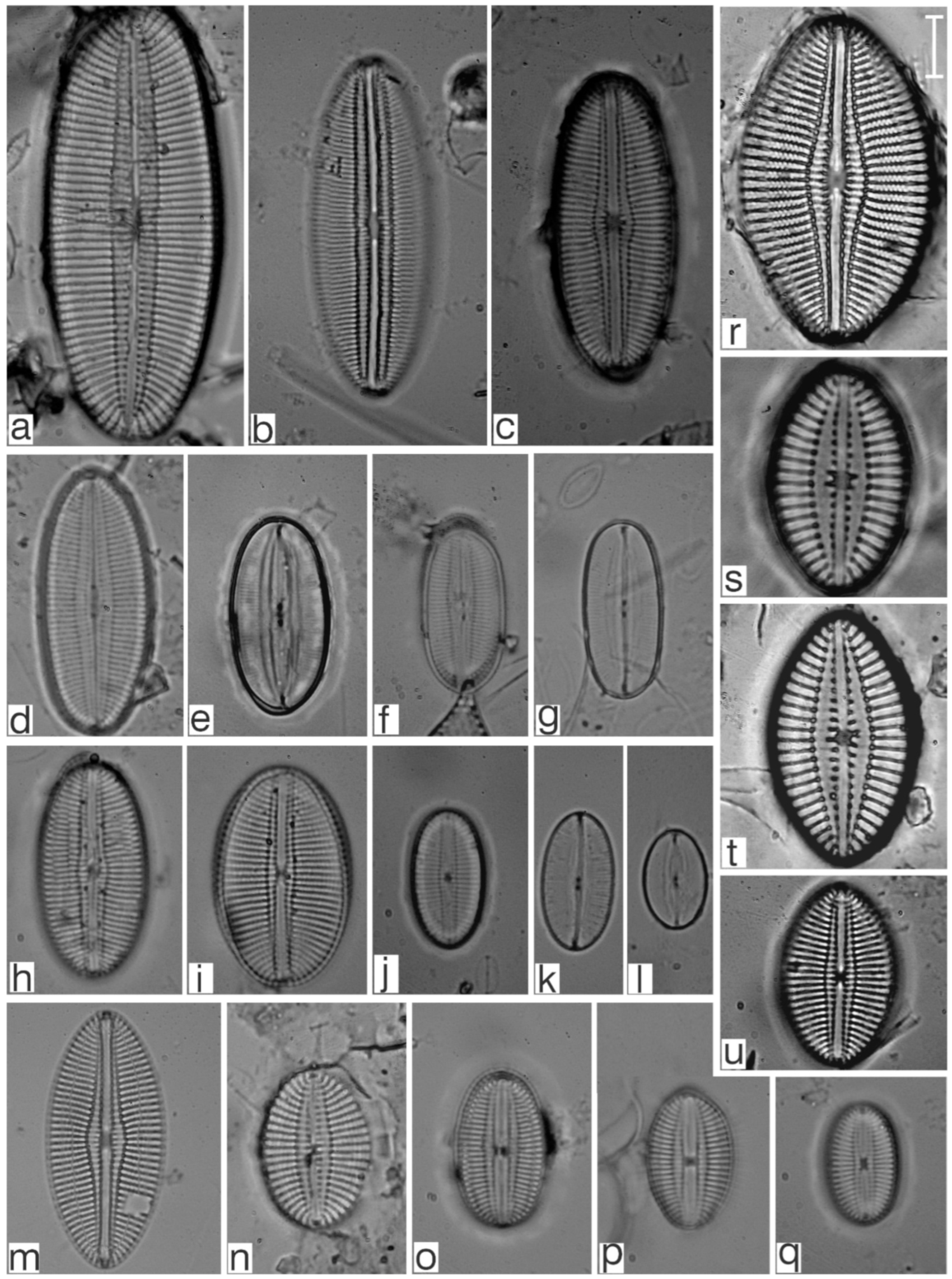 Diversity 17 00181 g0a11