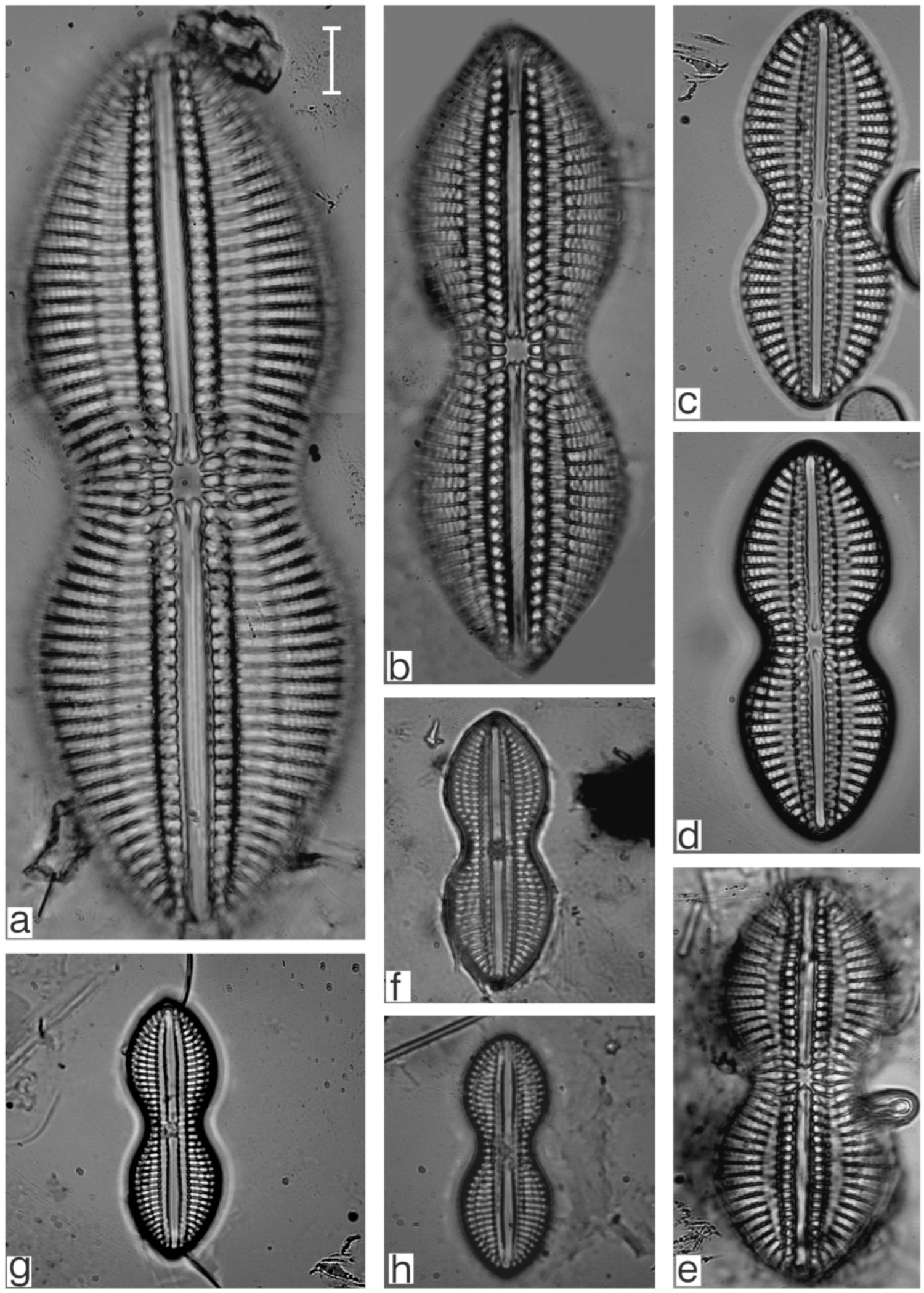 Diversity 17 00181 g0a12