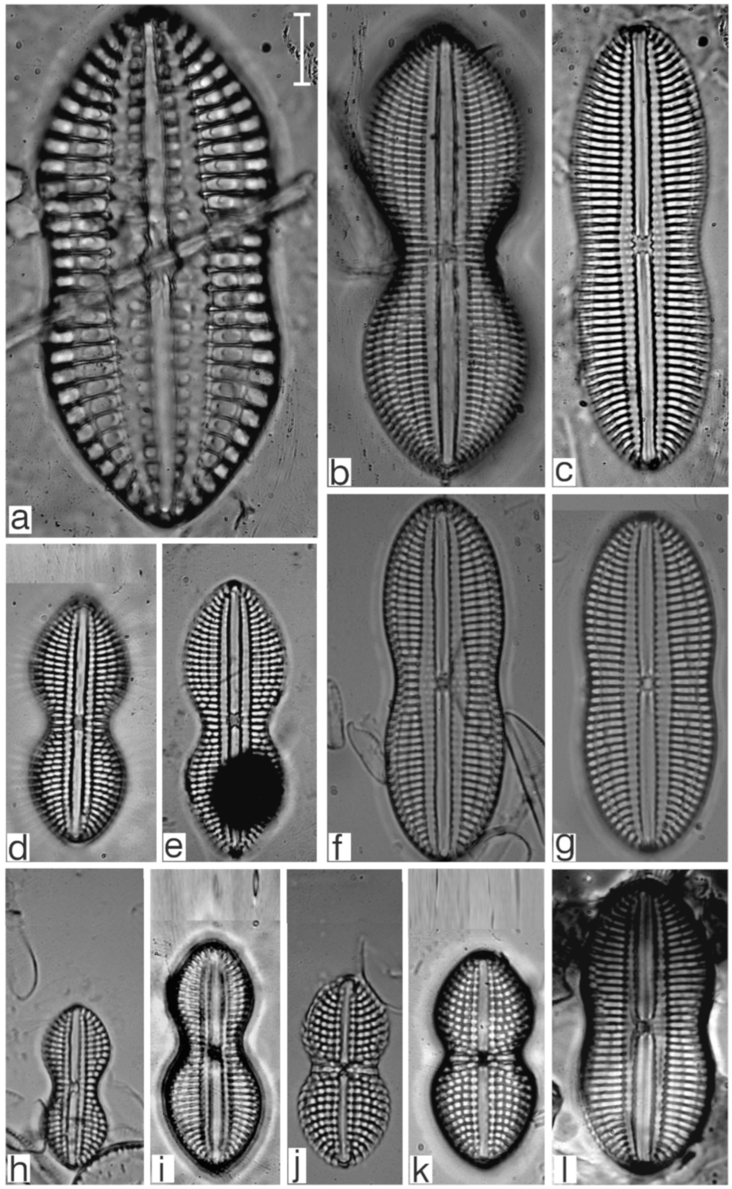 Diversity 17 00181 g0a13